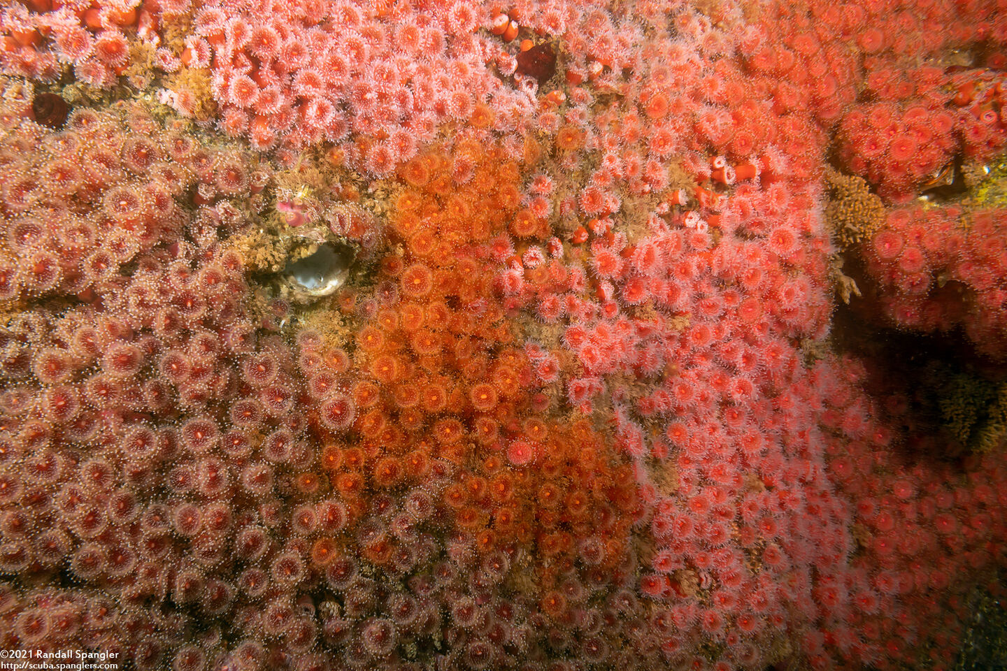 Corynactis californica (Club-Tipped Anemone); Different colors of anemone