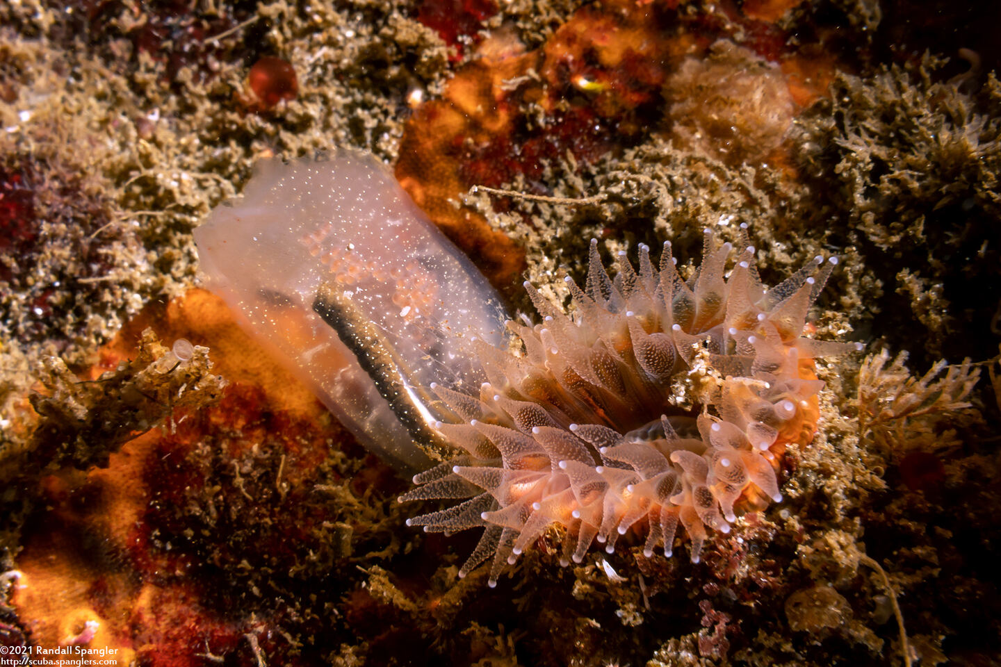 Corella willmeriana (Corella Willmeriana)