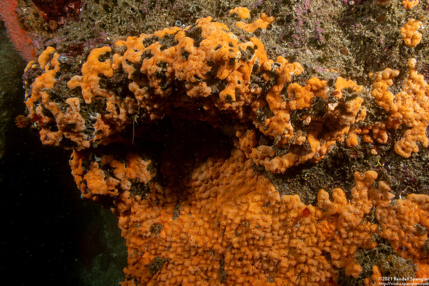 Didemnum carnulentum (Didemnum Carnulentum)