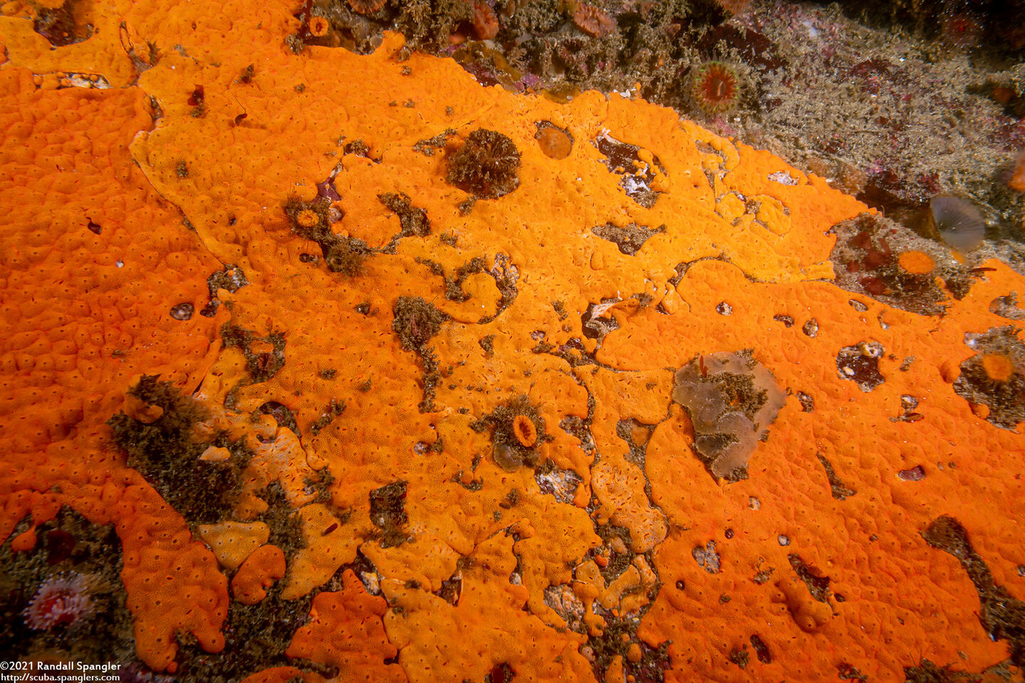 Didemnum carnulentum (Didemnum Carnulentum)