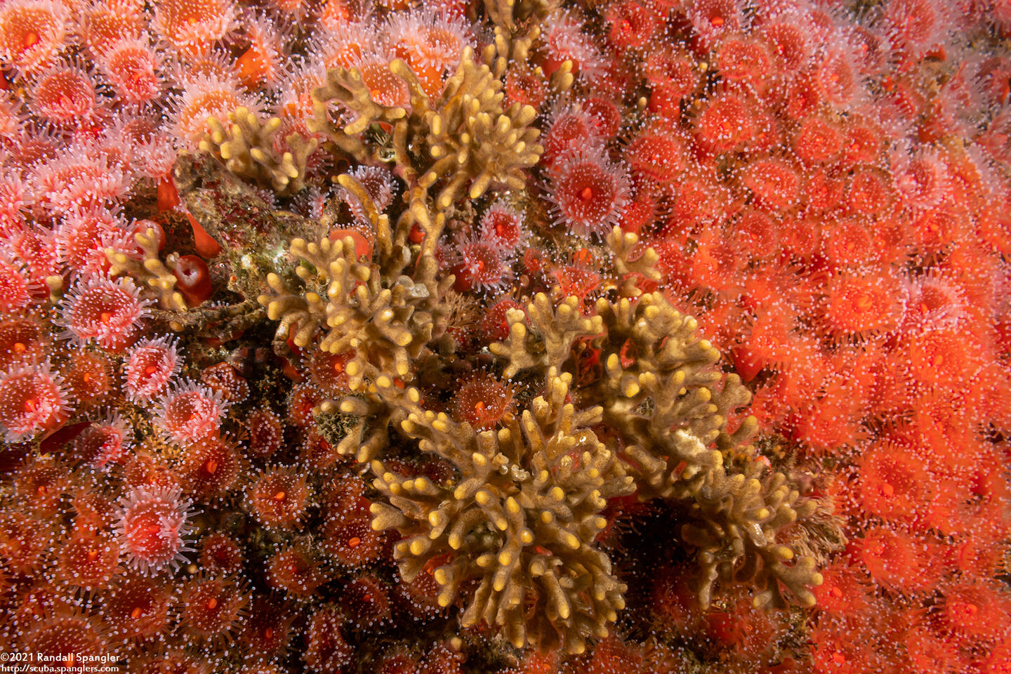Celleporina sp.1 (Staghorn Bryozoan)