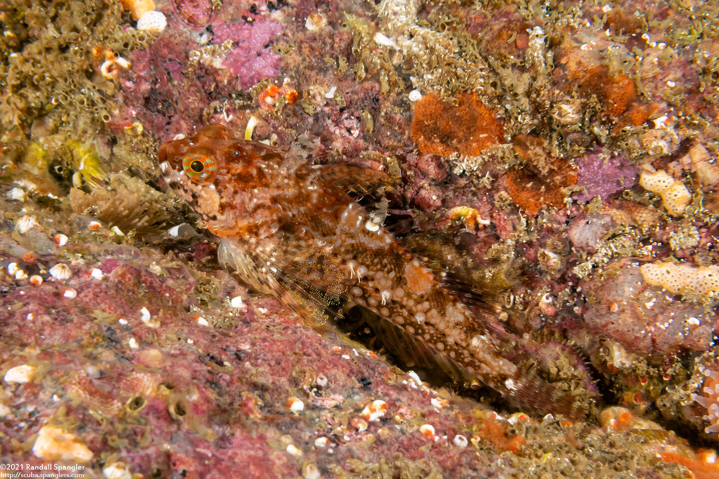 Orthonopias triacis (Snubnose Sculpin)