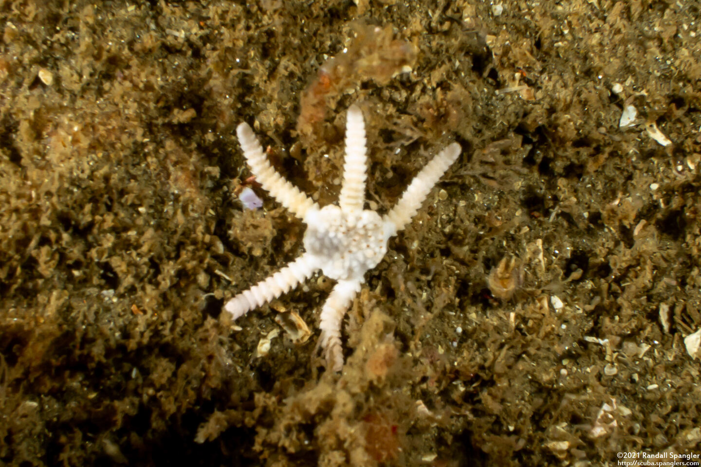 Ophioncus granulosus (Ophioncus Granulosus)