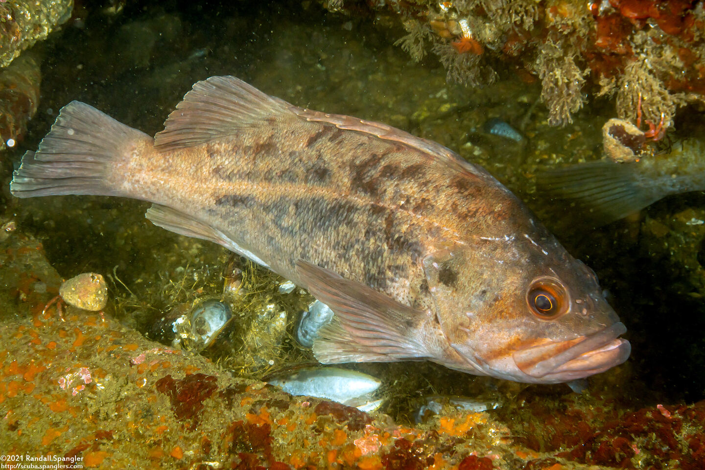 Sebastes auriculatus (Brown Rockfish)