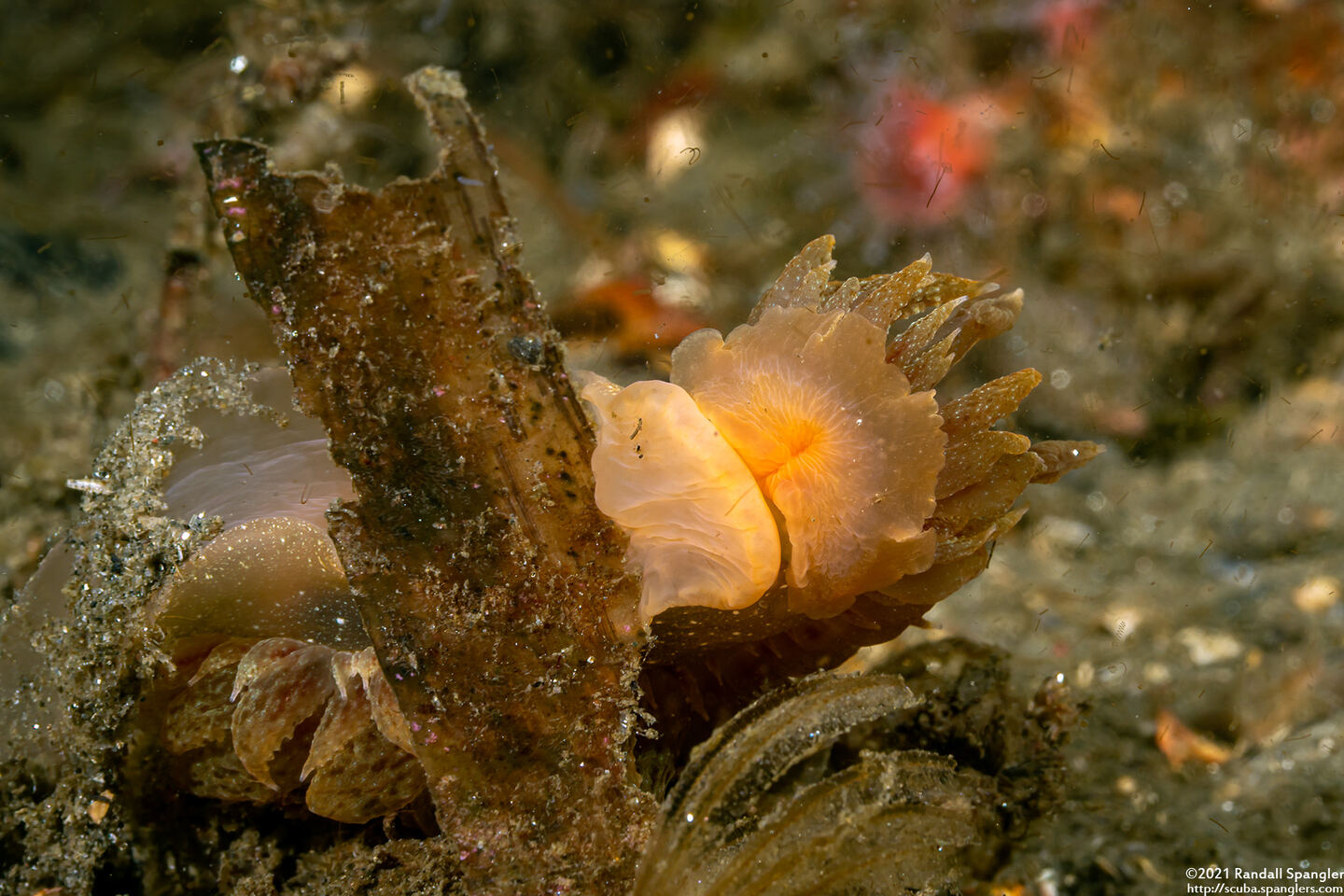 Dirona picta (Colorful Dirona)