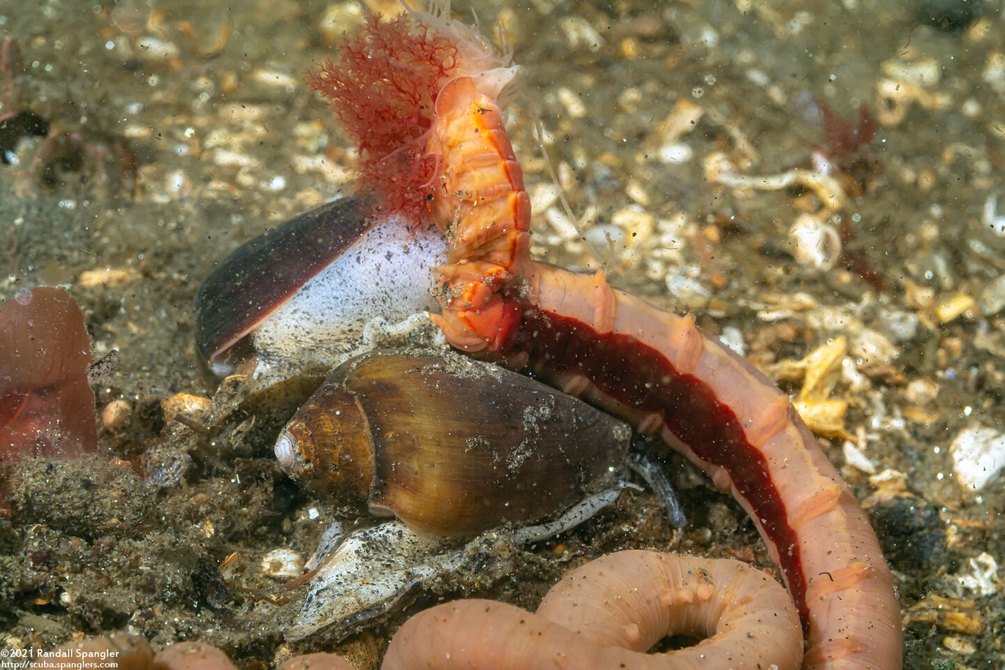 Pista sp.1 (Pista sp.1); Exposed body after heavy swell