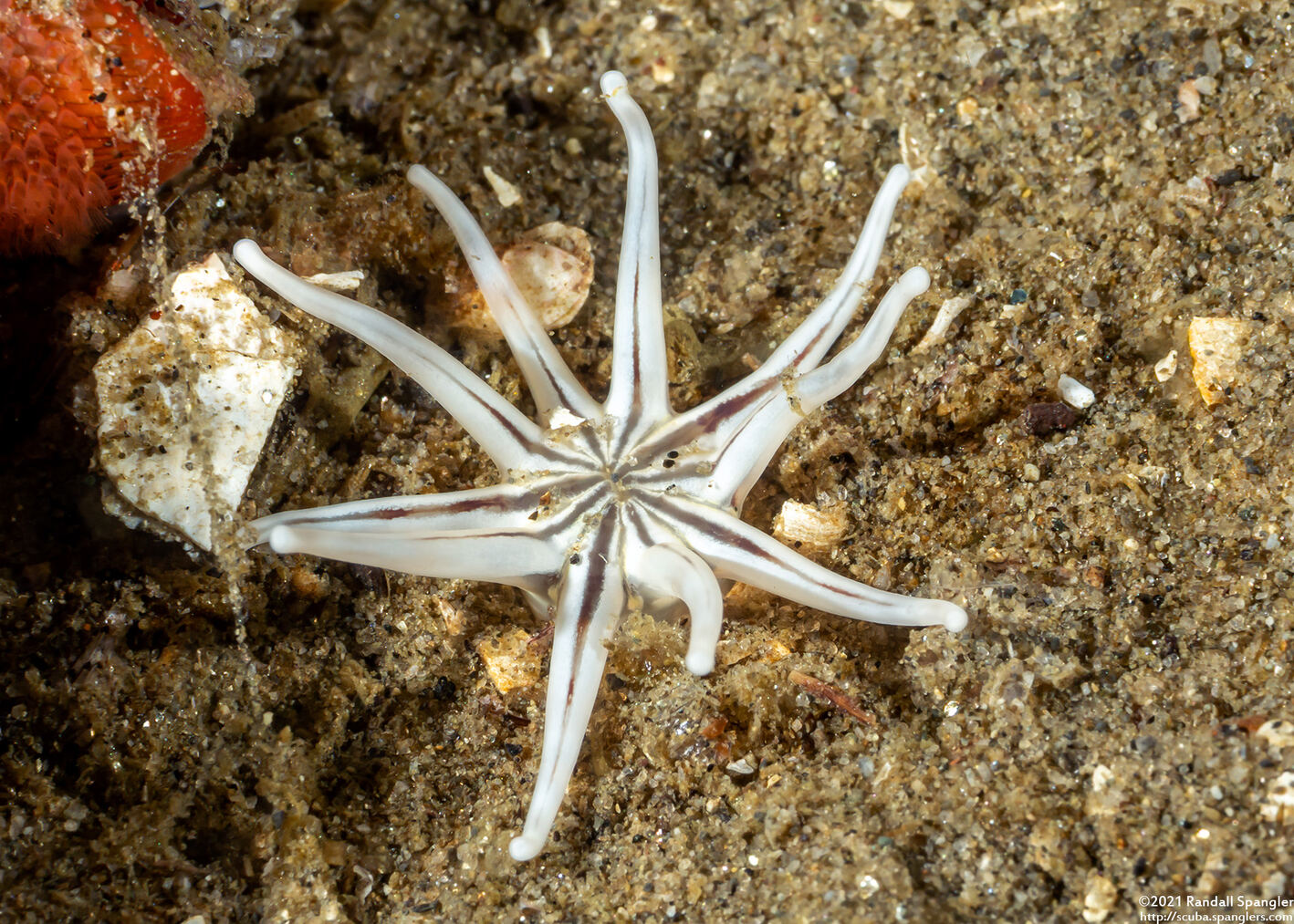Halcampa crypta (Cryptic Burrowing Anemone)