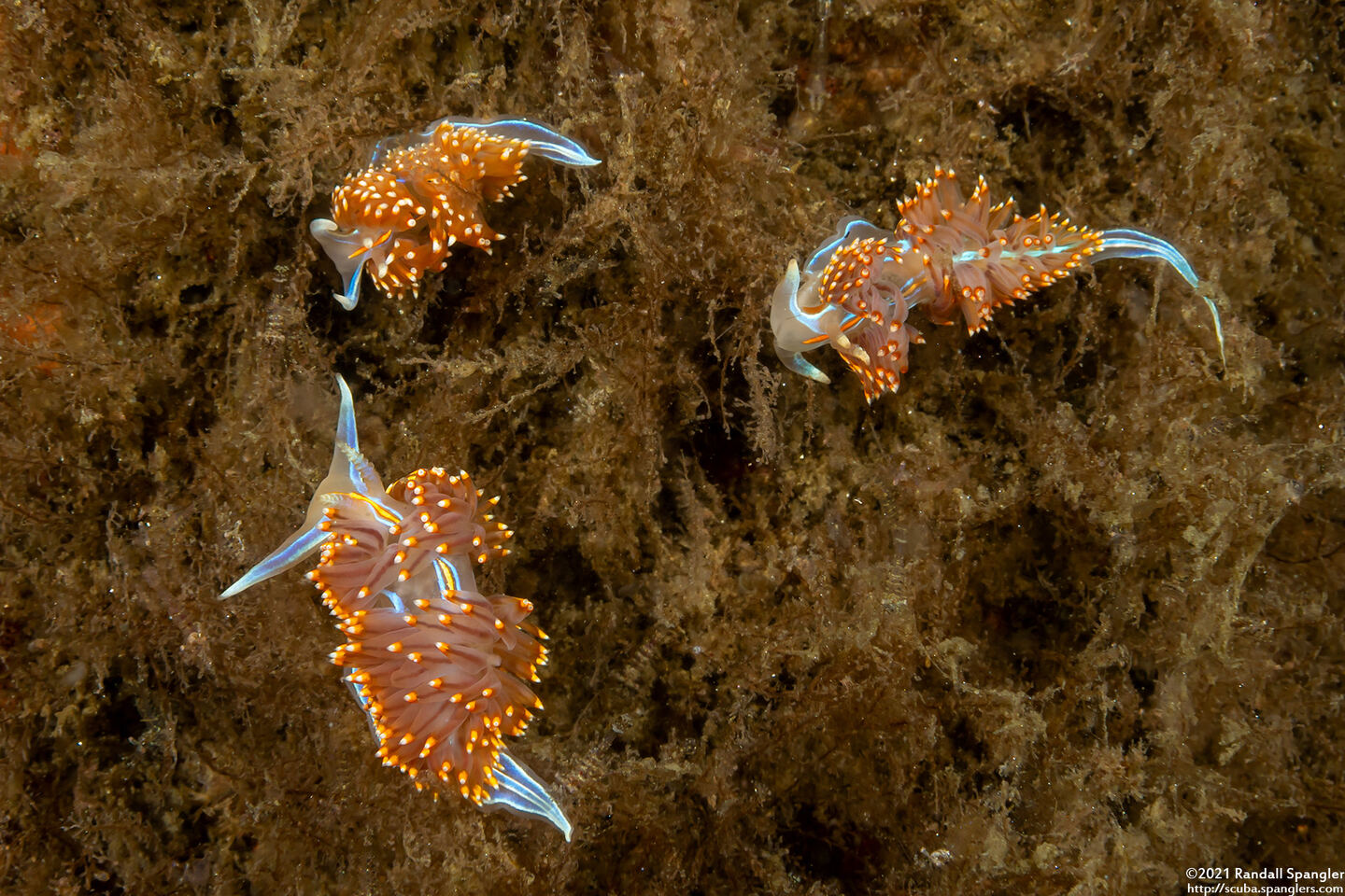 Hermissenda opalescens (Opalescent Nudibranch)