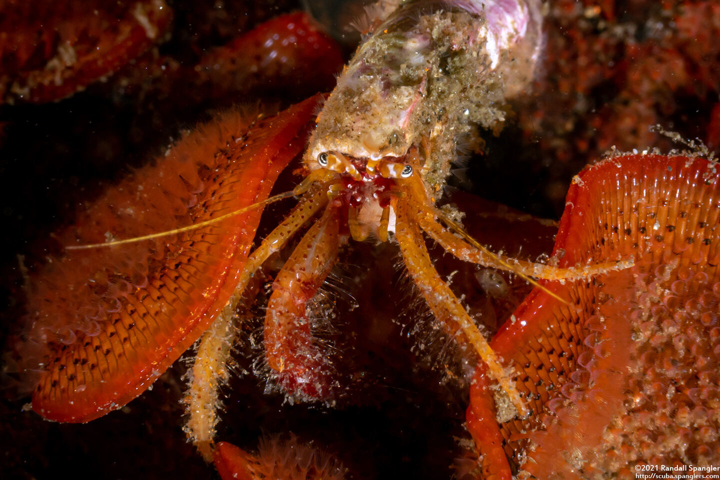 Orthopagurus minimus (Toothshell Hermit Crab)
