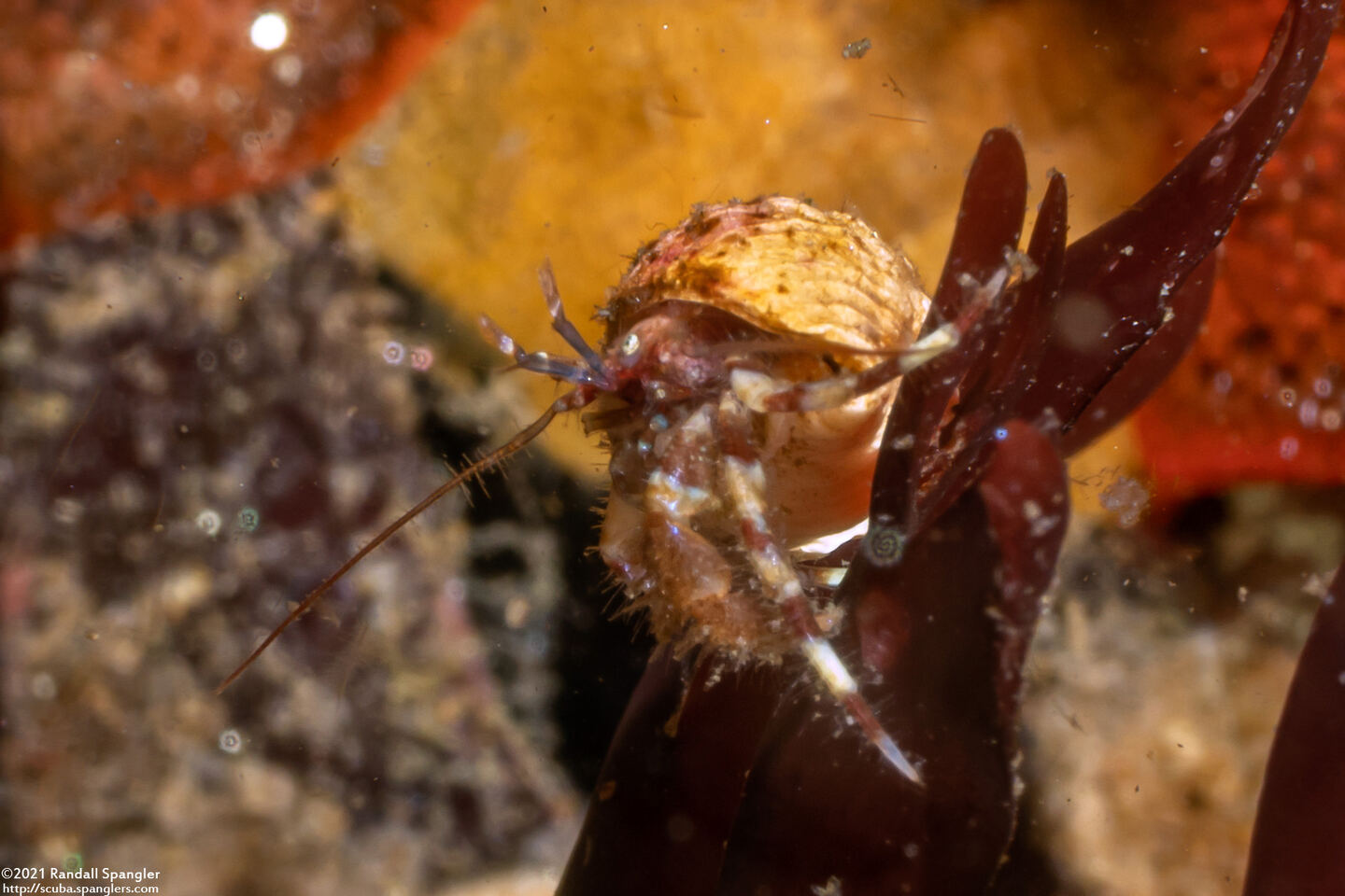 Haigiopagurus diegensis (San Diego Hermit Crab)
