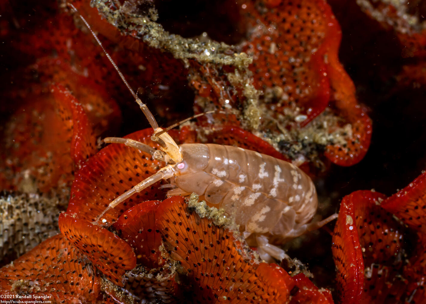 Sunamphitoe humeralis (Kelp Amphipod)