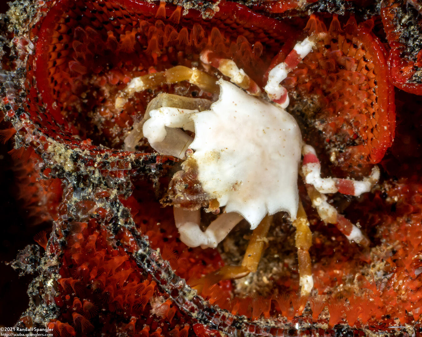 Pugettia foliata (Foliate Kelp Crab)