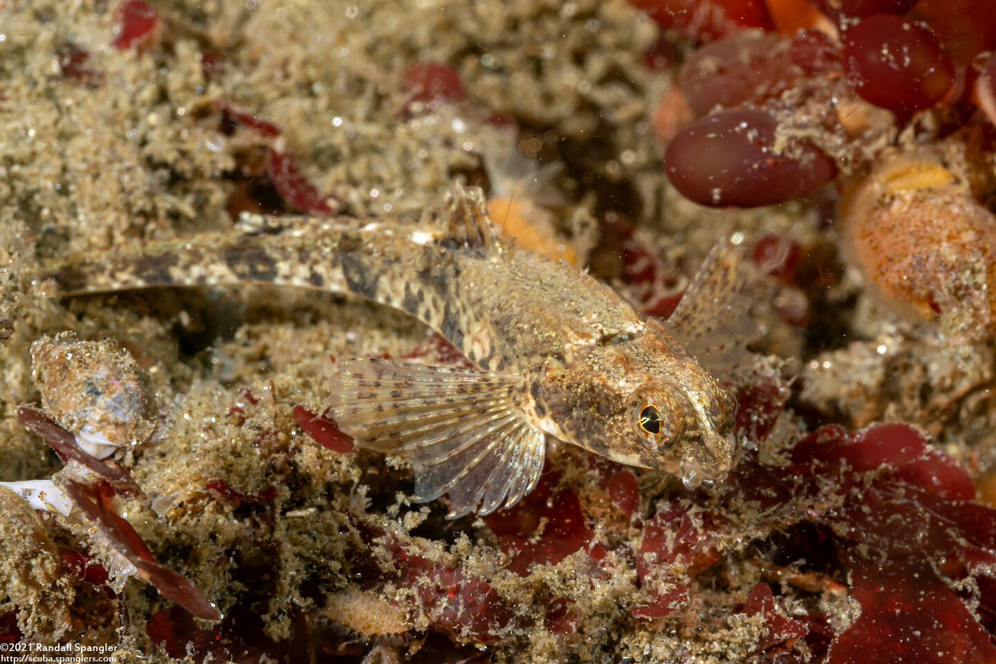 Odontopyxis trispinosa (Pygmy Poacher)