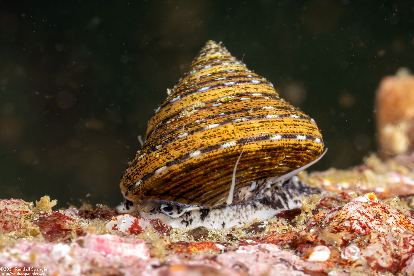 Calliostoma tricolor (Three-Colored Top Shell)
