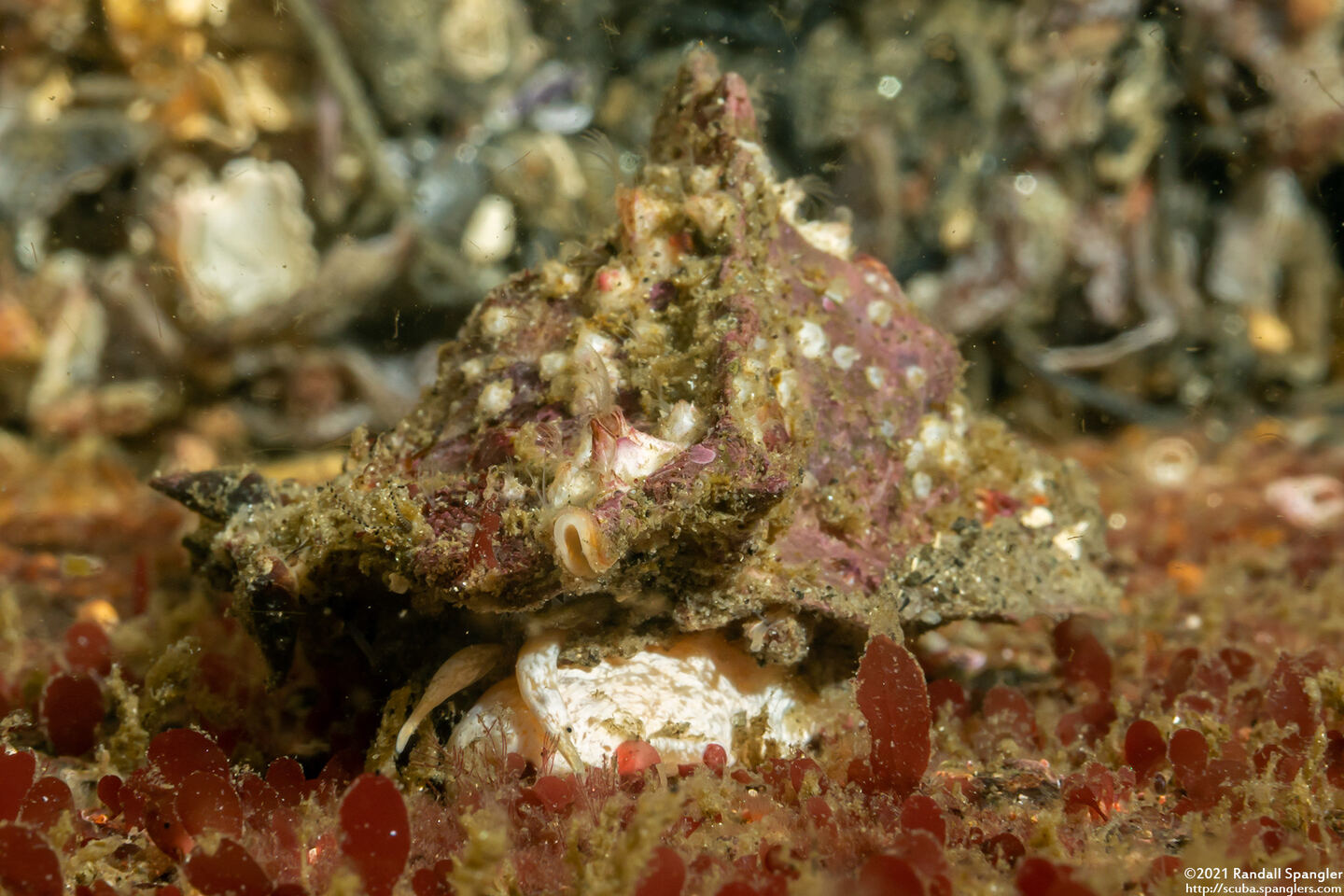 Ceratostoma foliatum (Leafy Hornmouth)