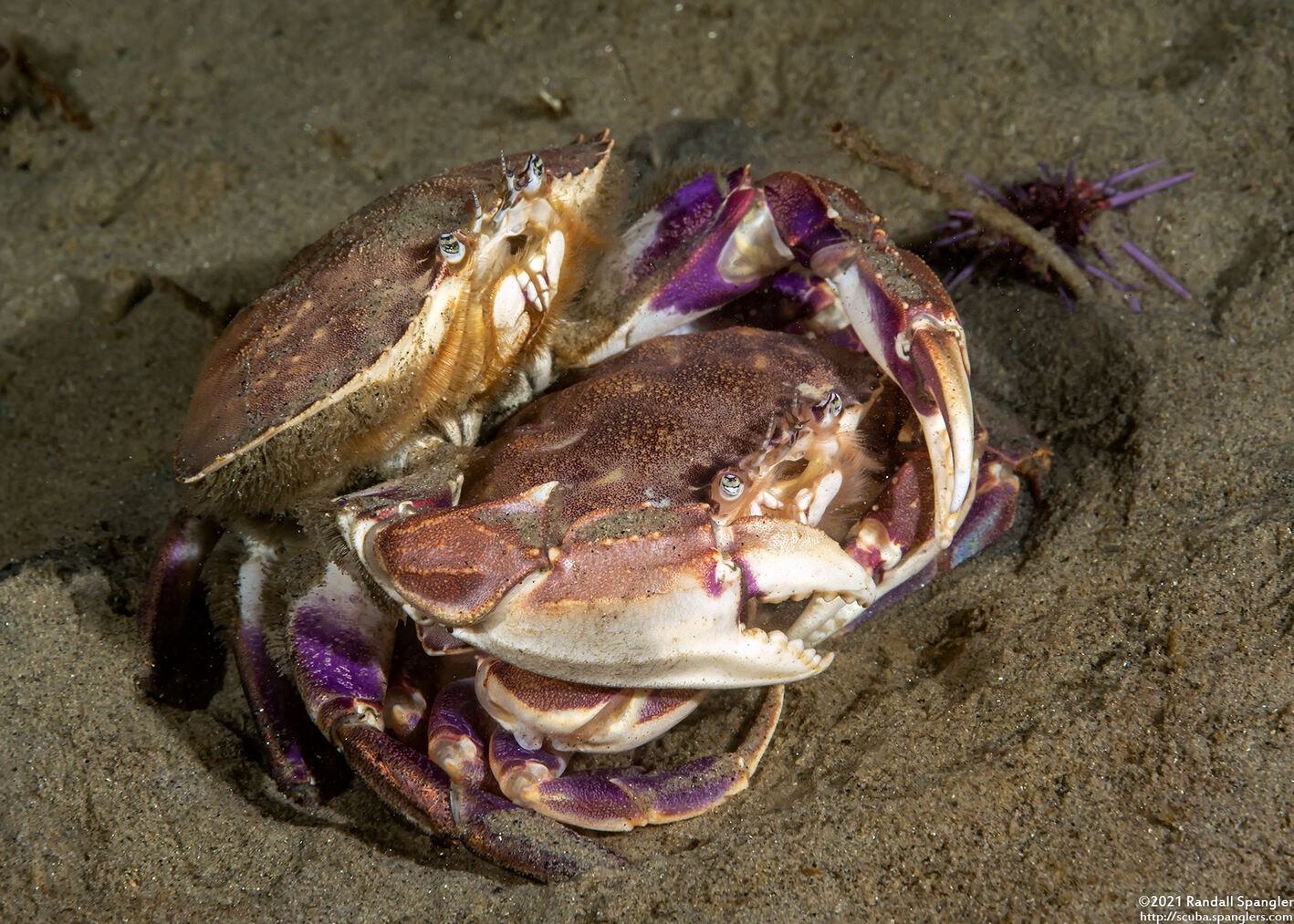 Metacarcinus gracilis (Graceful Crab)