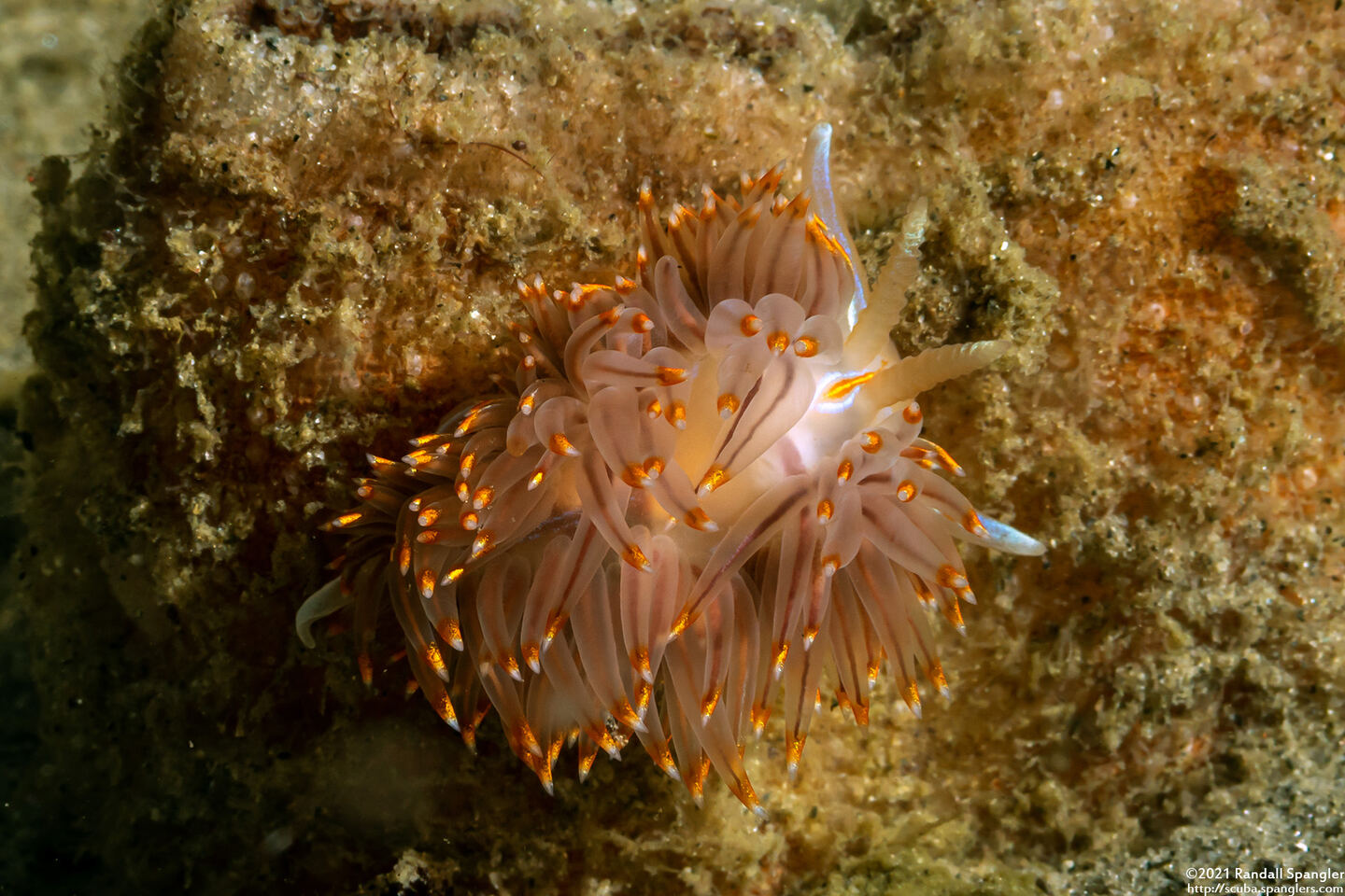 Hermissenda opalescens (Opalescent Nudibranch)