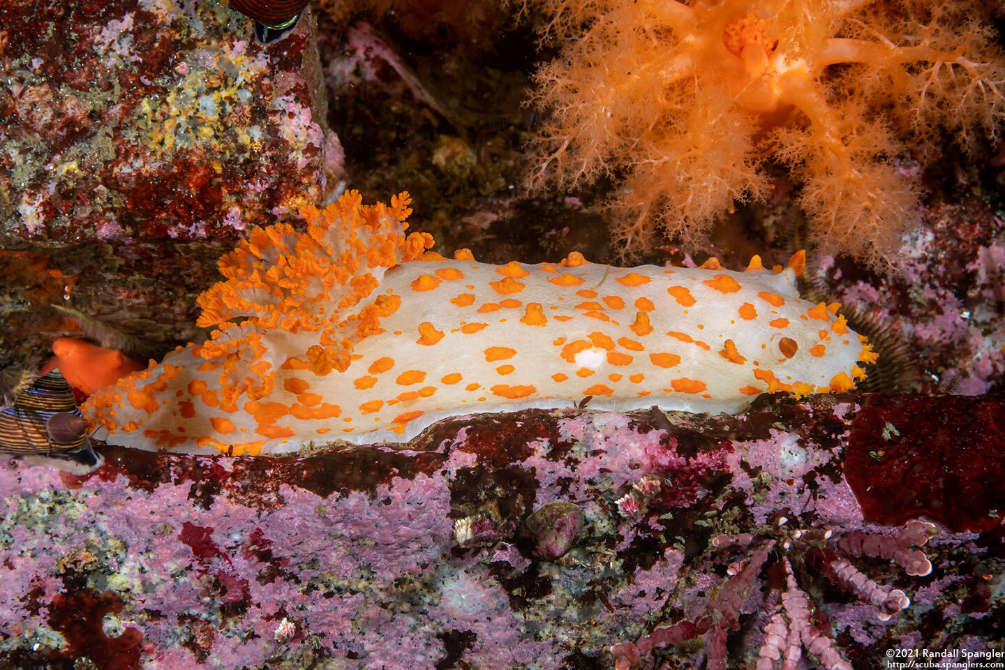 Triopha catalinae (Catalina Triopha)