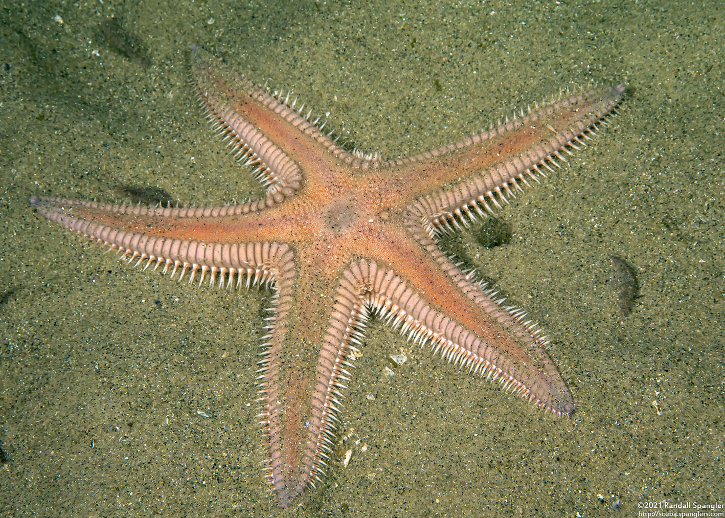 Astropecten armatus (Spiny Sand Star)