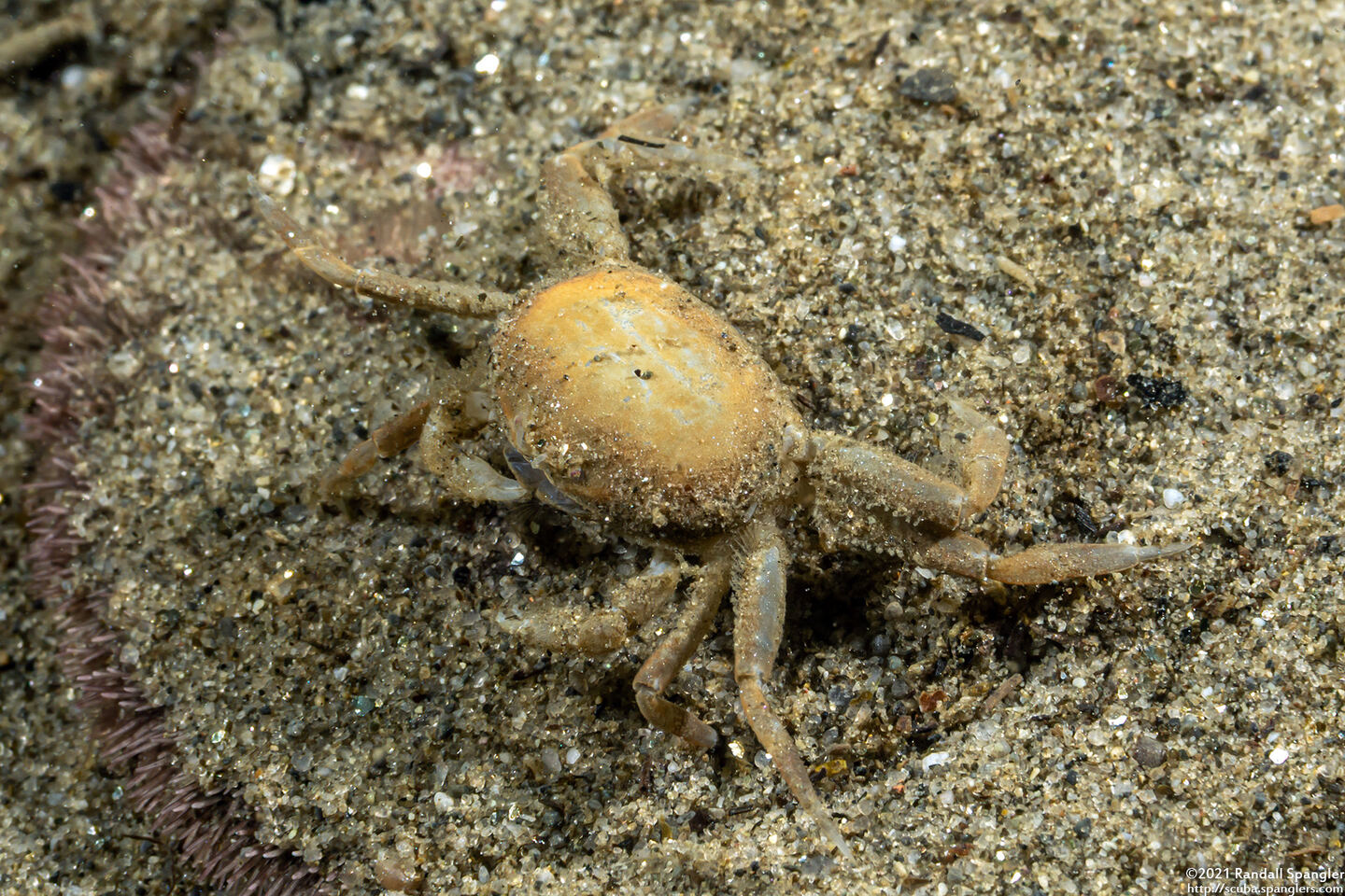 Scleroplax granulata (Burrow Pea Crab)