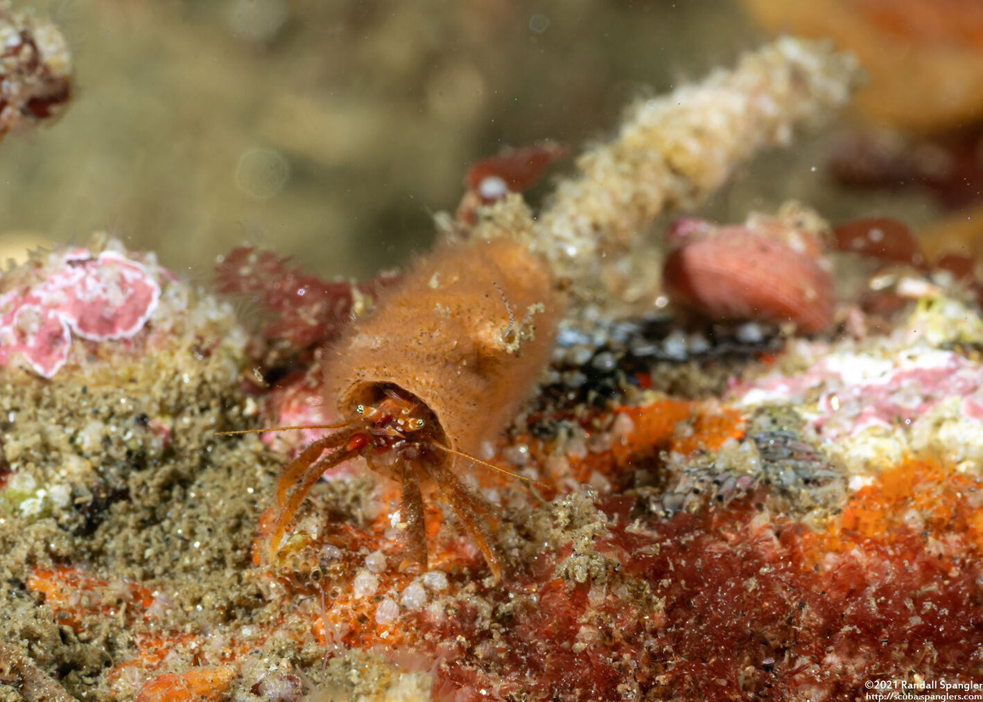 Orthopagurus minimus (Toothshell Hermit Crab)