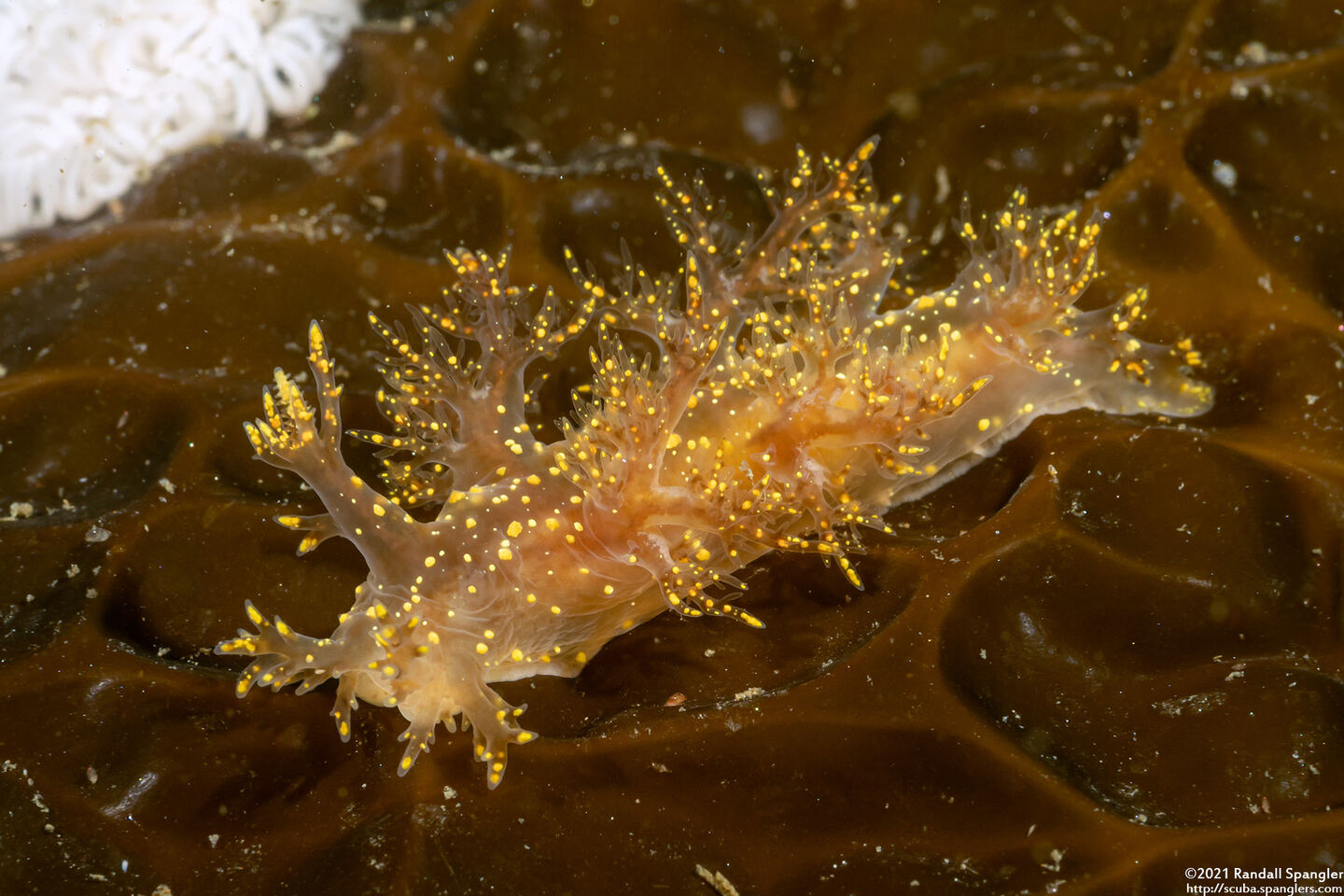 Dendronotus venustus (Branched Dendronotus)