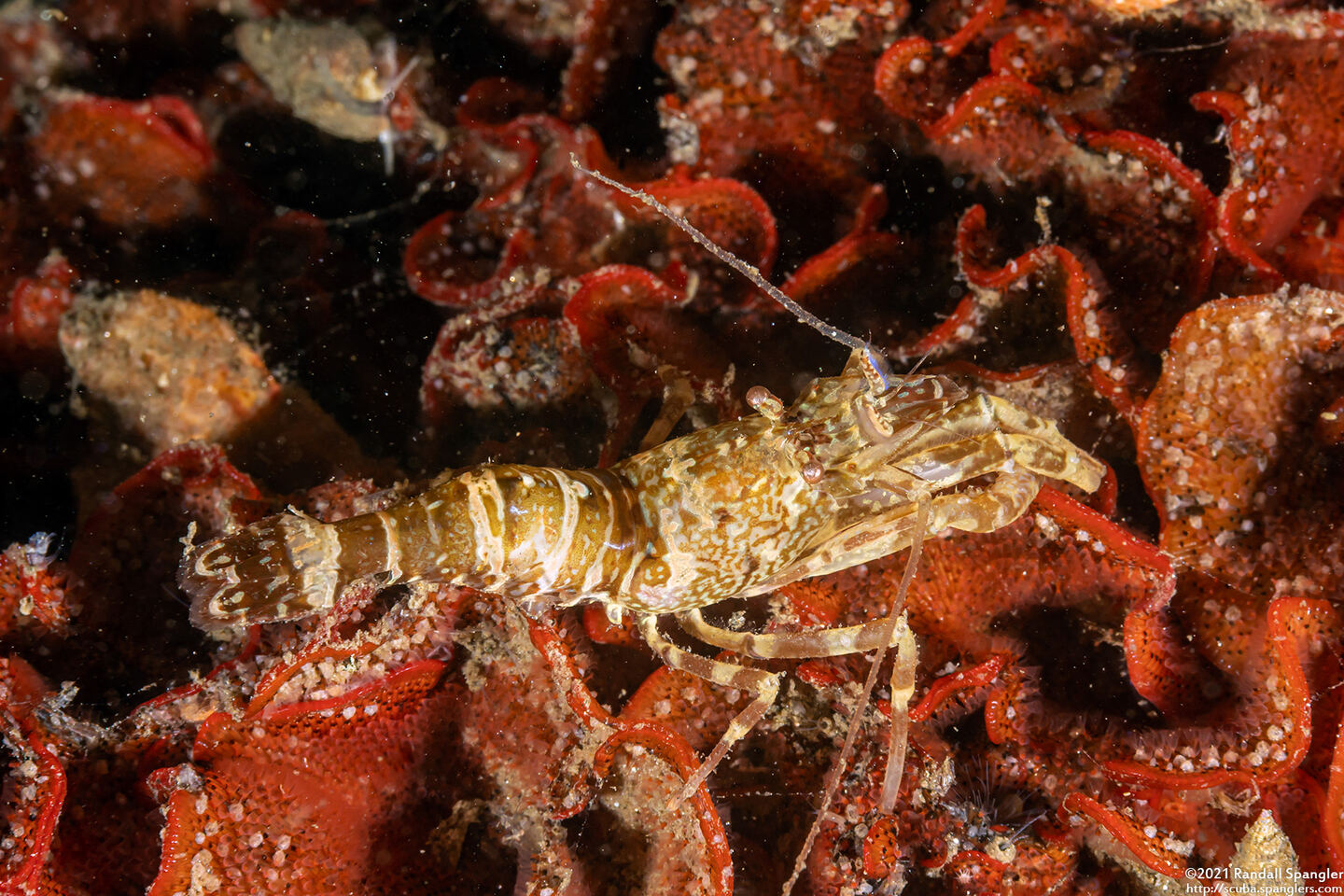 Heptacarpus palpator (Intertidal Coastal Shrimp)
