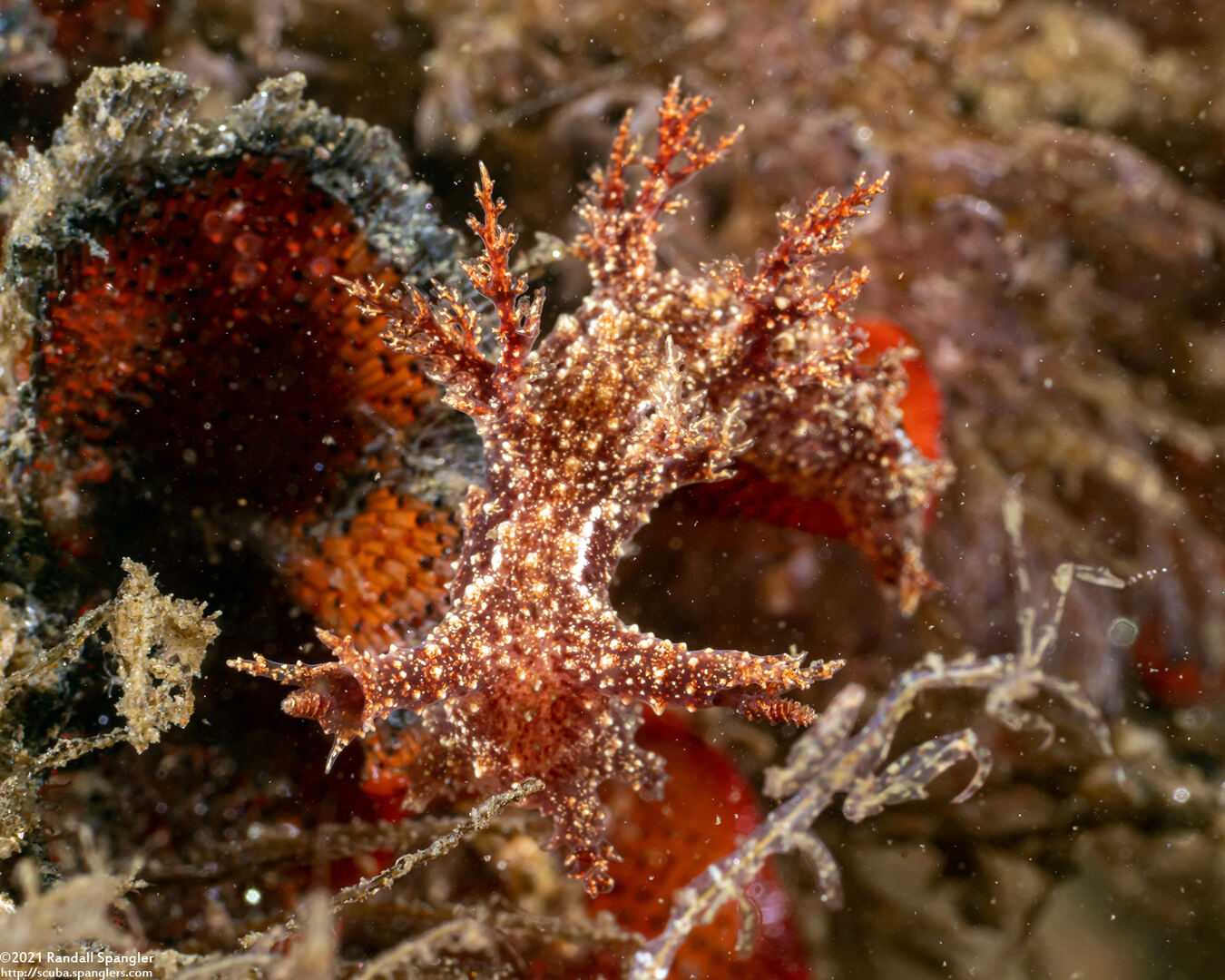 Dendronotus venustus (Branched Dendronotus)