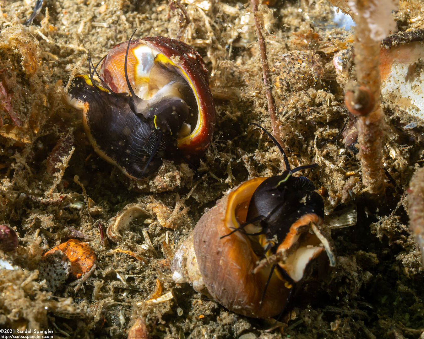 Tegula brunnea (Brown Turban Snail)