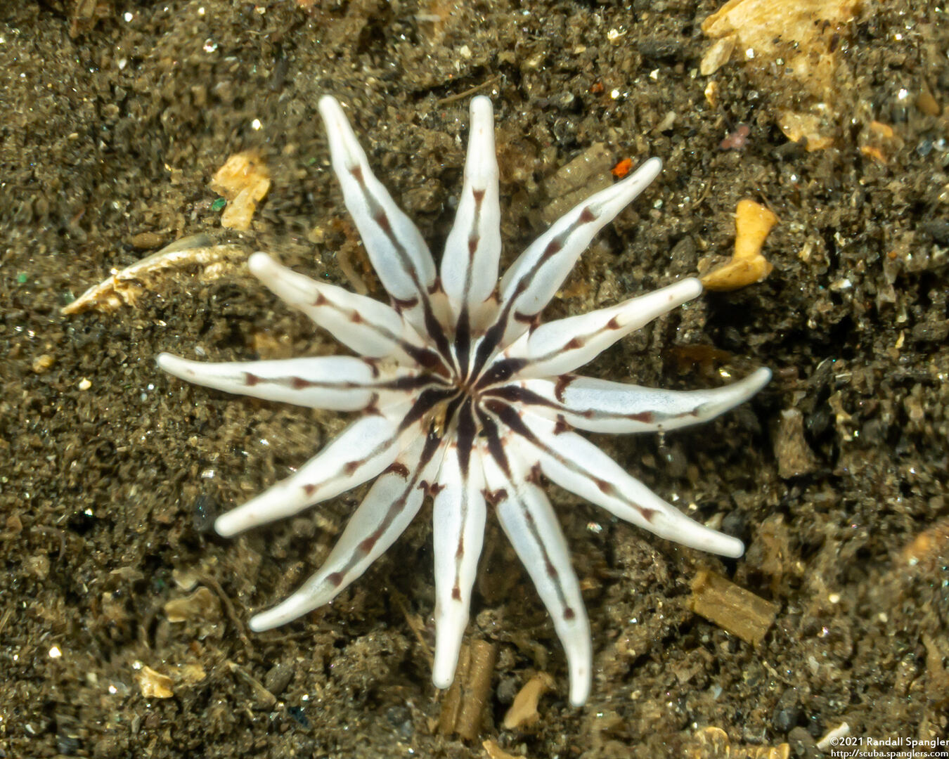Halcampa crypta (Cryptic Burrowing Anemone)
