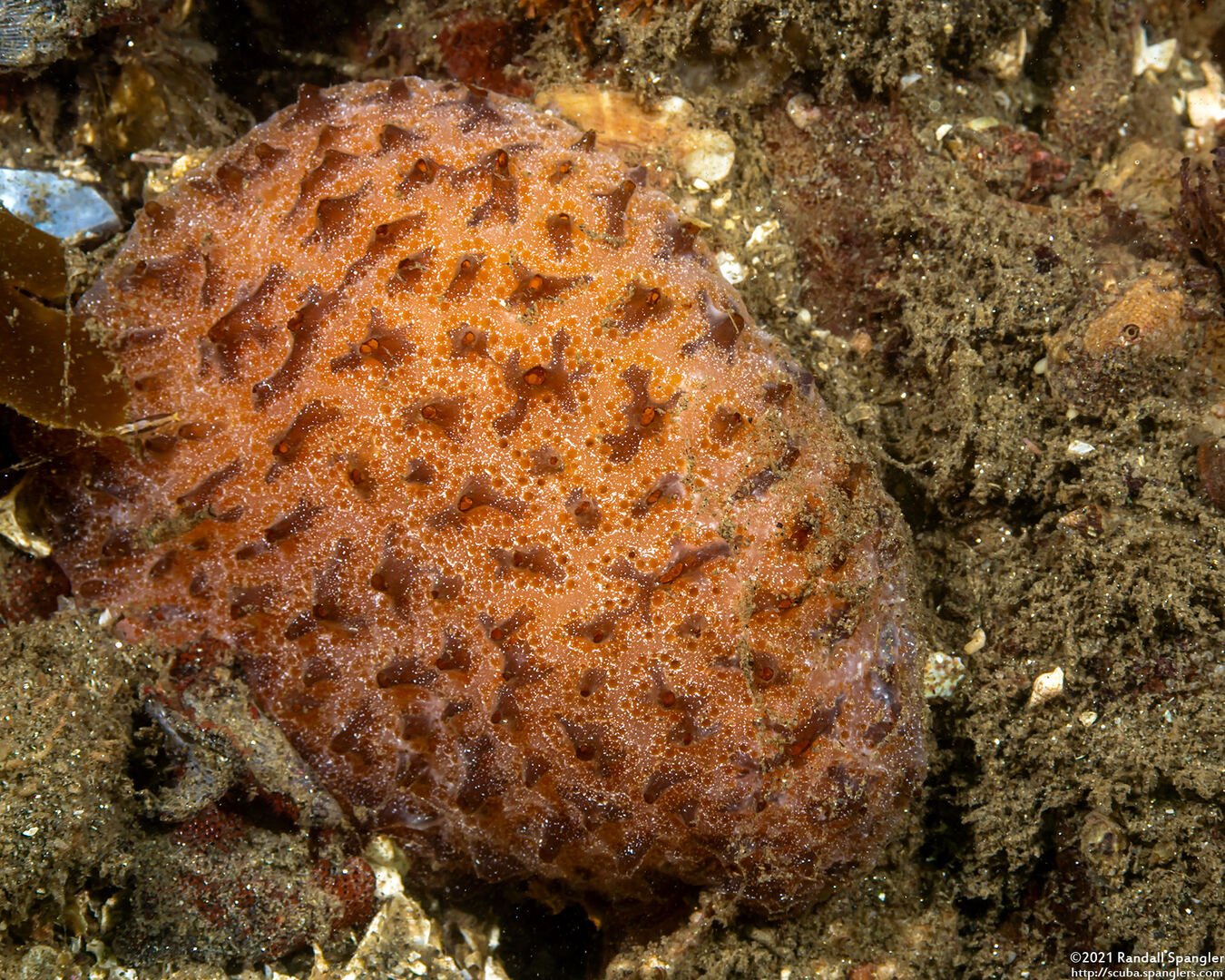 Aplidium solidum (Red Ascidian)