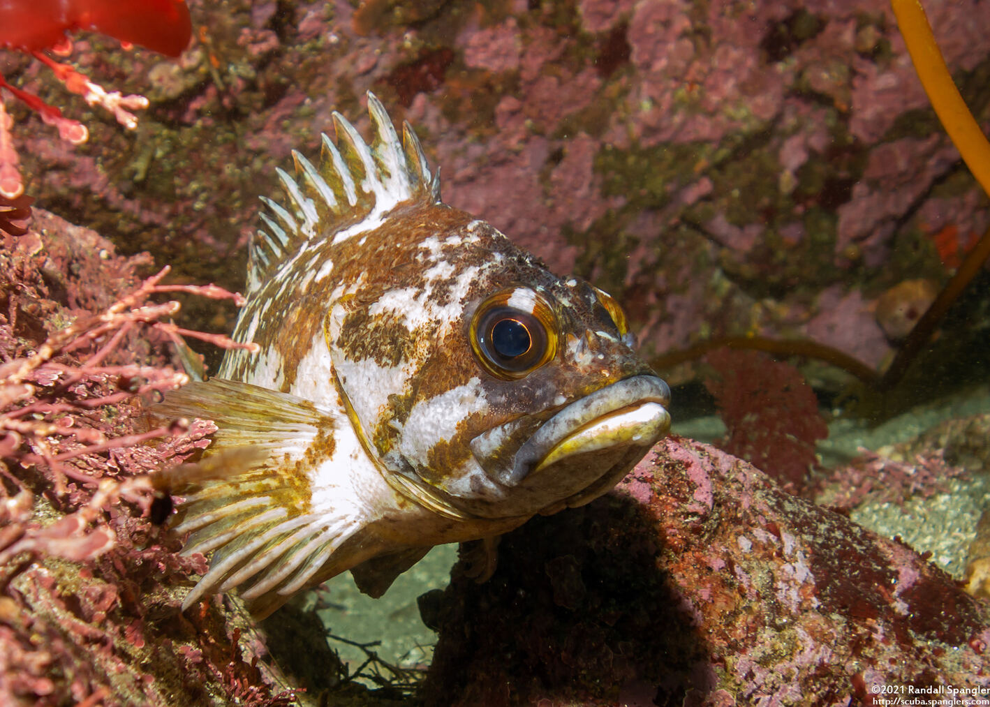 Sebastes carnatus (Gopher Rockfish)