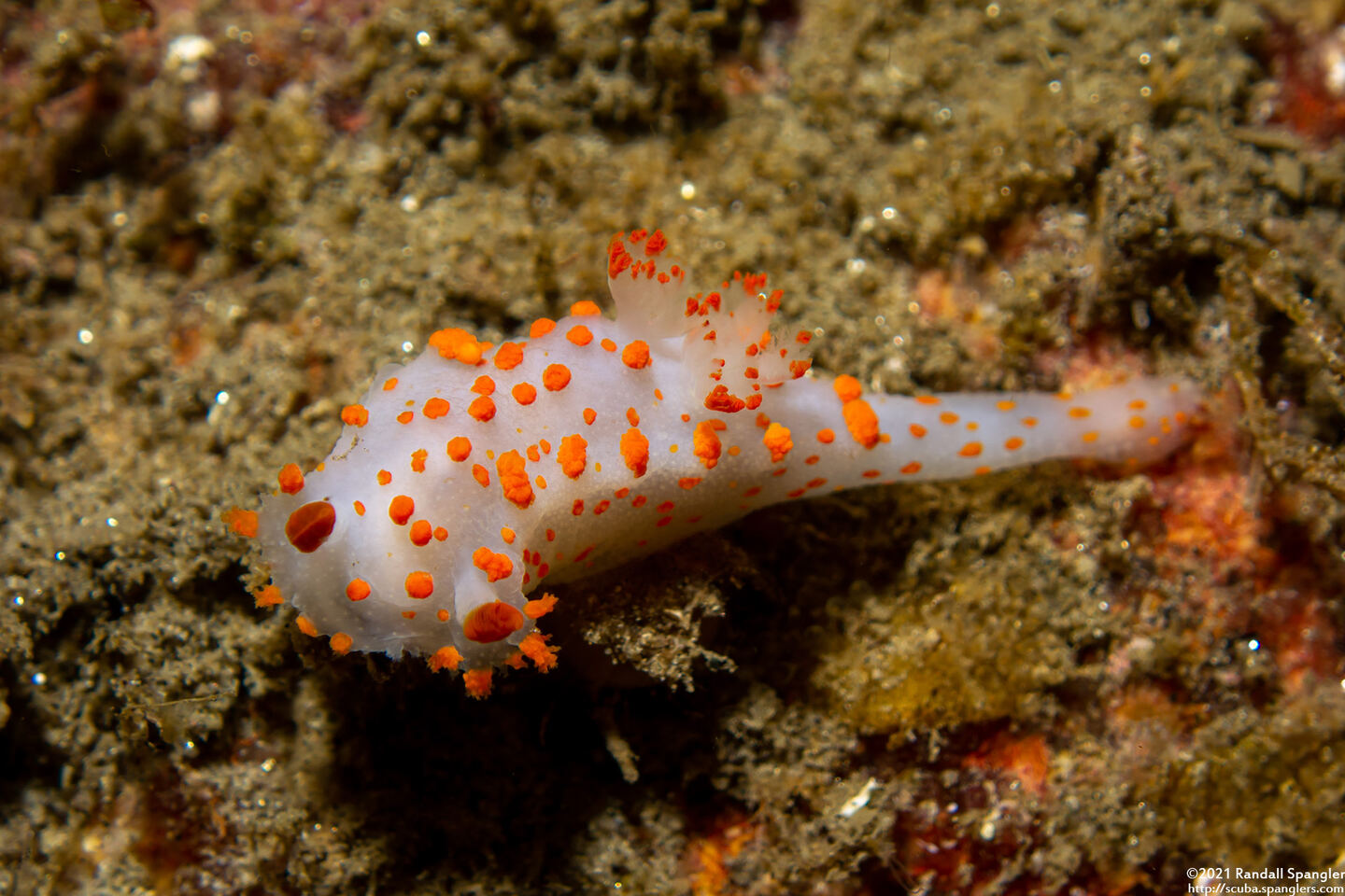 Triopha catalinae (Catalina Triopha)