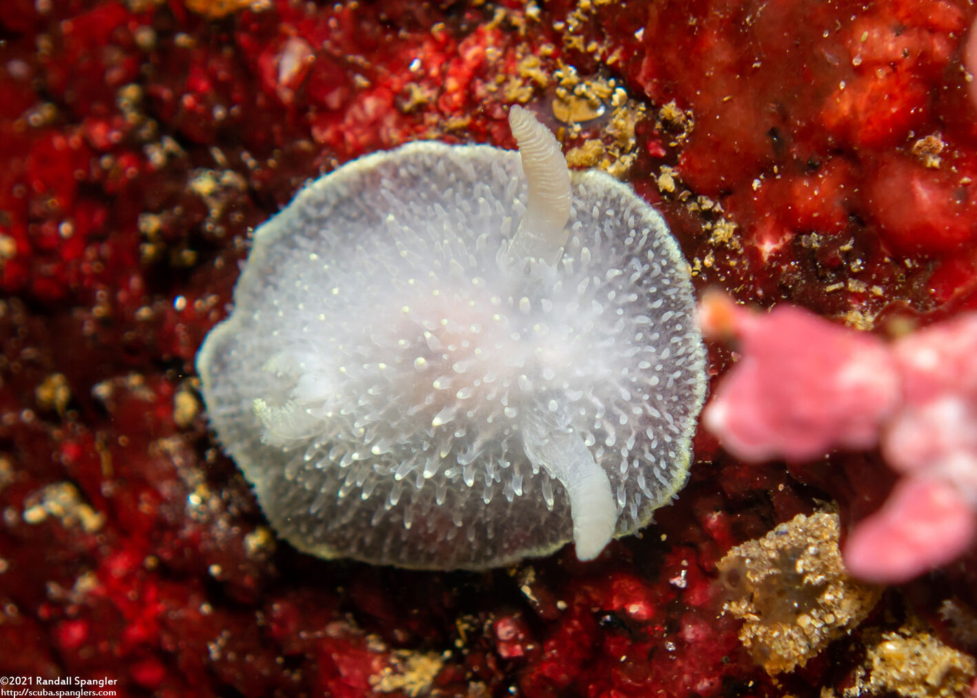 Acanthodoris hudsoni (Hudson's Horned Dorid)