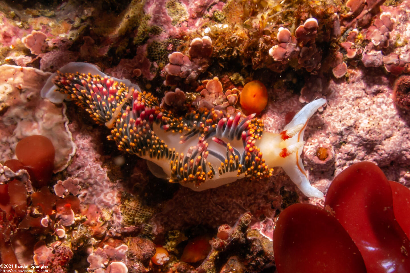 Phidiana hiltoni (Hilton's Aeolid)