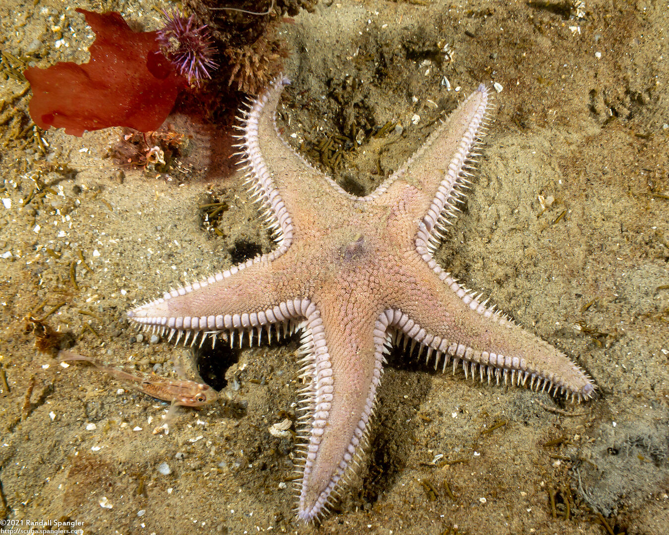 Astropecten armatus (Spiny Sand Star)