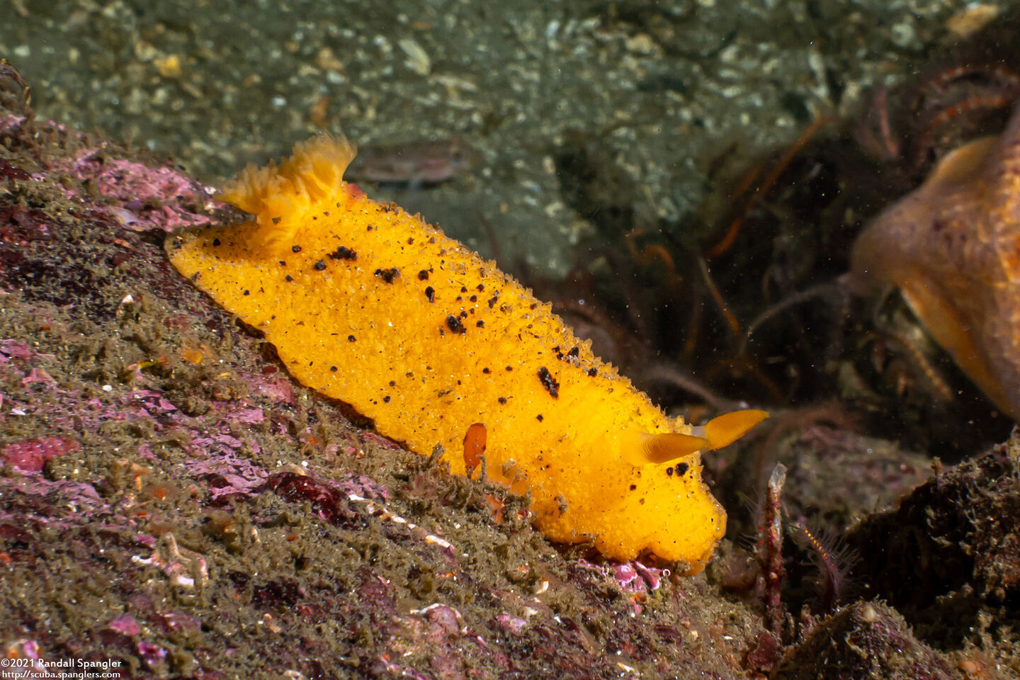 Doris montereyensis (Monterey Dorid)