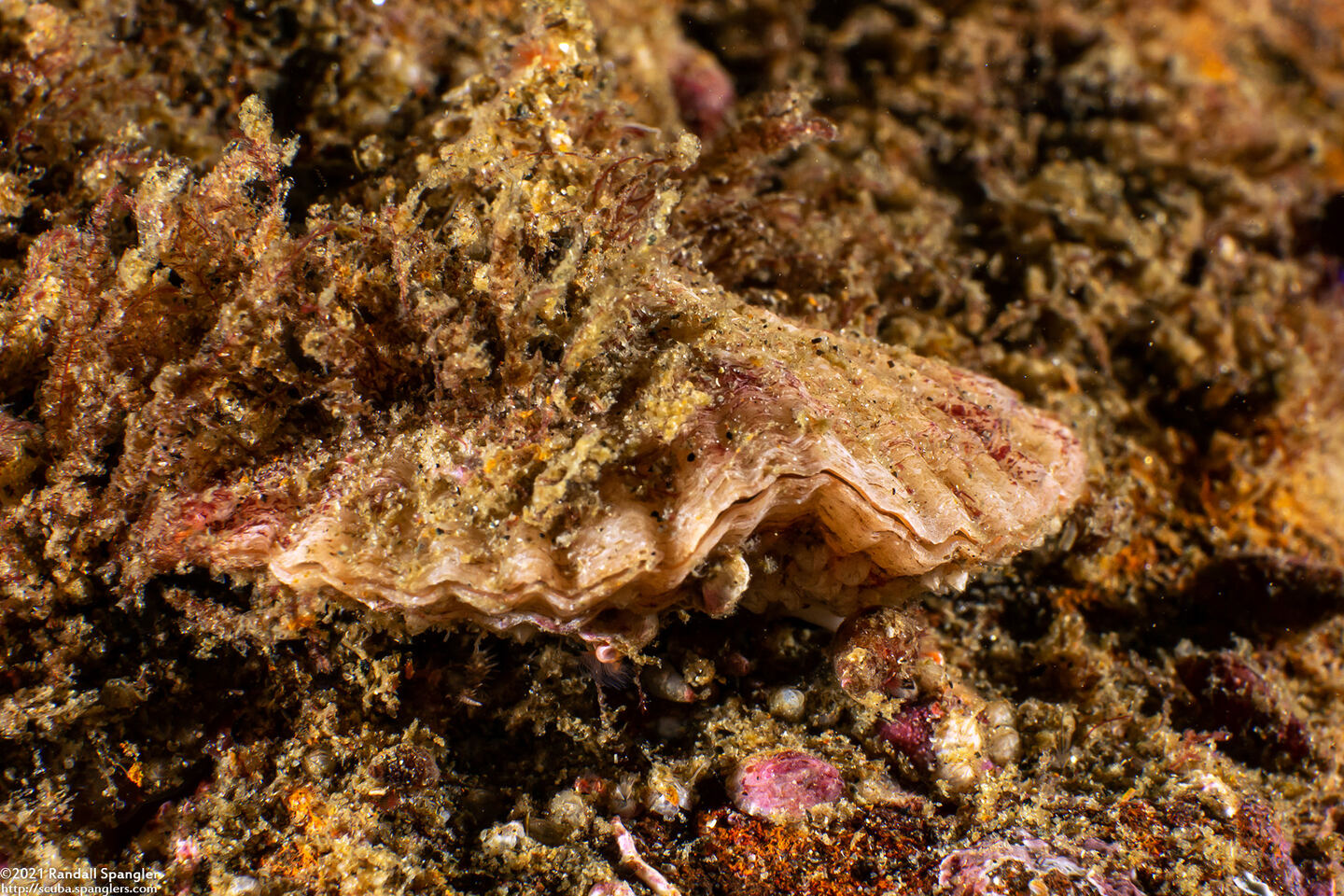 Terebratalia transversa (Common Lampshell)