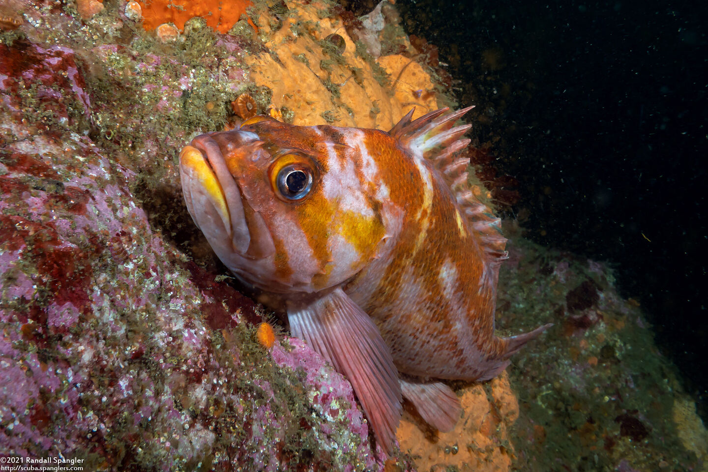 Sebastes caurinus (Copper Rockfish)