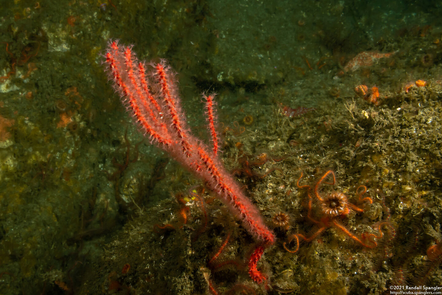 Leptogorgia chilensis (Red Gorgonian)
