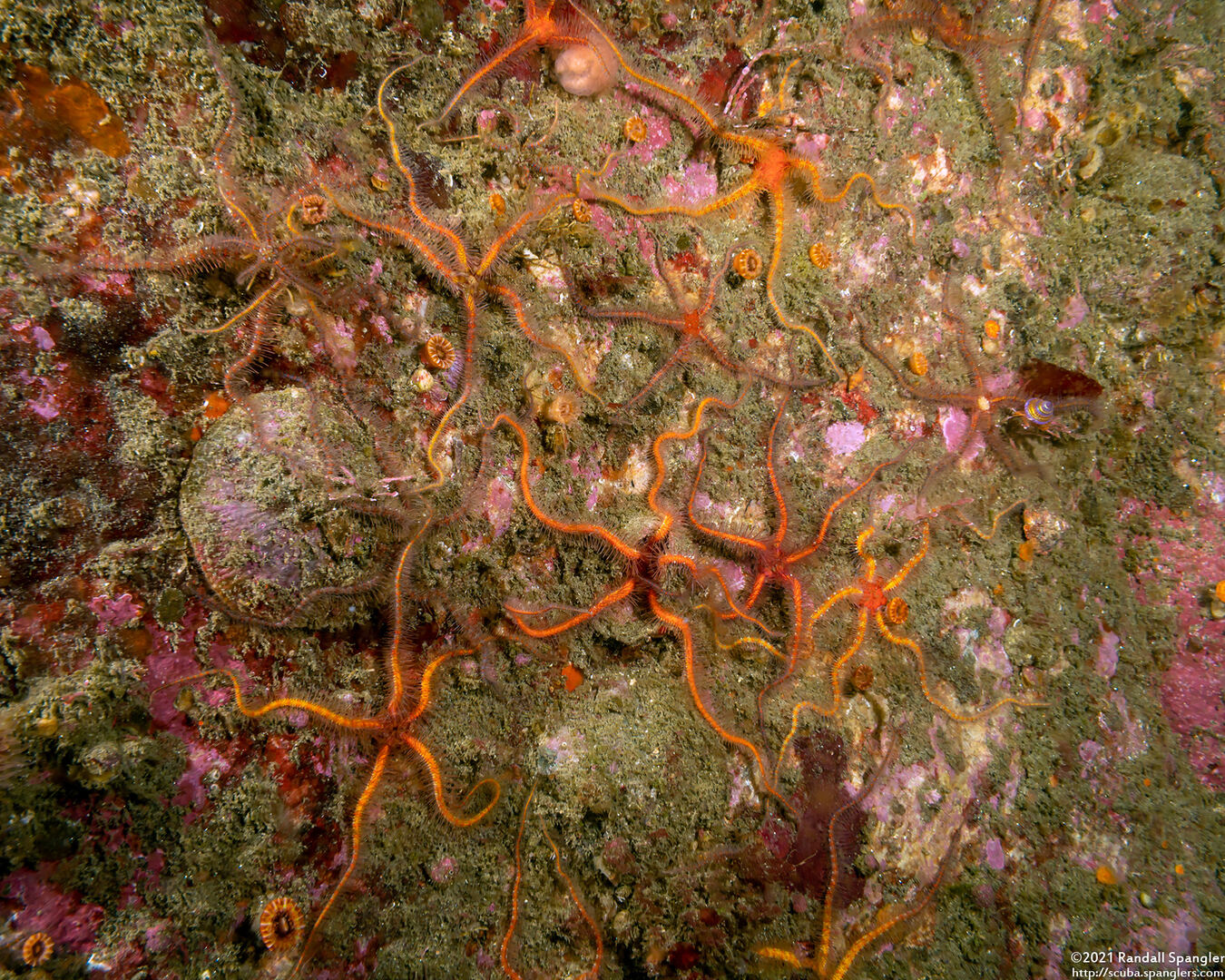 Ophiothrix spiculata (Spiny Brittle Star)