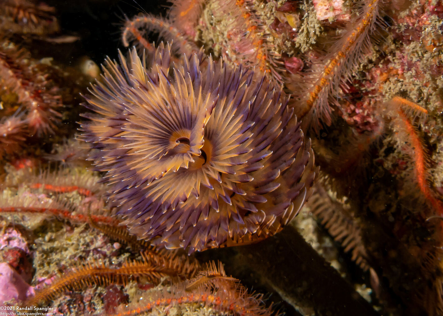 Bispira sp.4 (Bispira sp.4)