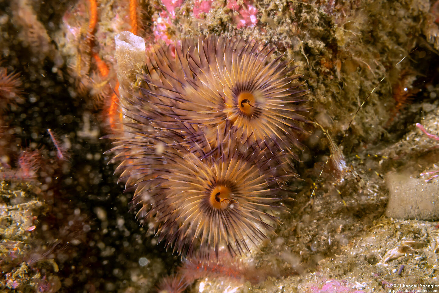 Bispira sp.4 (Bispira sp.4)