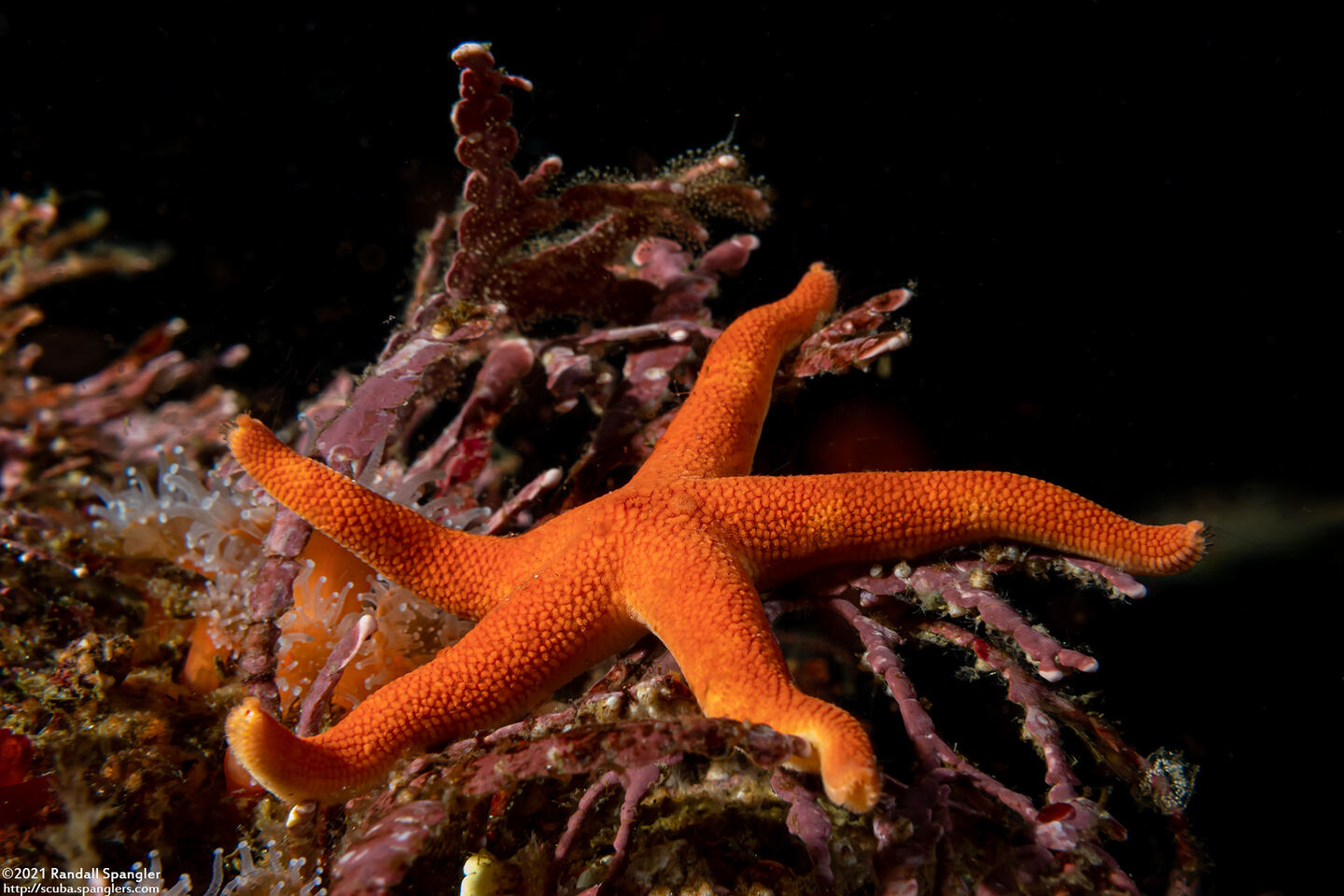 Henricia leviuscula (Blood Star)