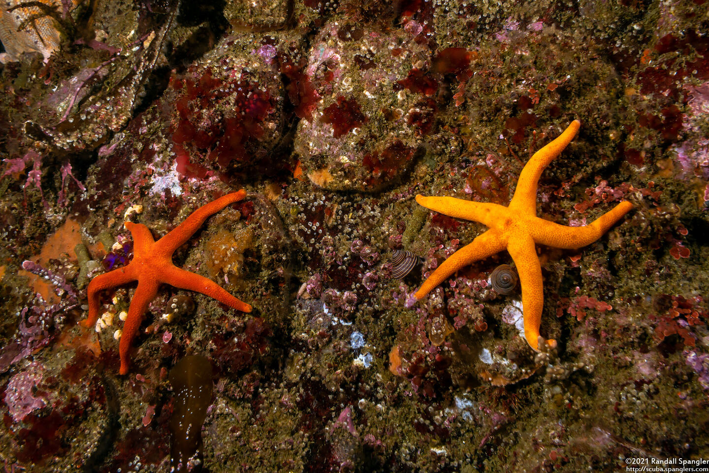 Henricia leviuscula (Blood Star)