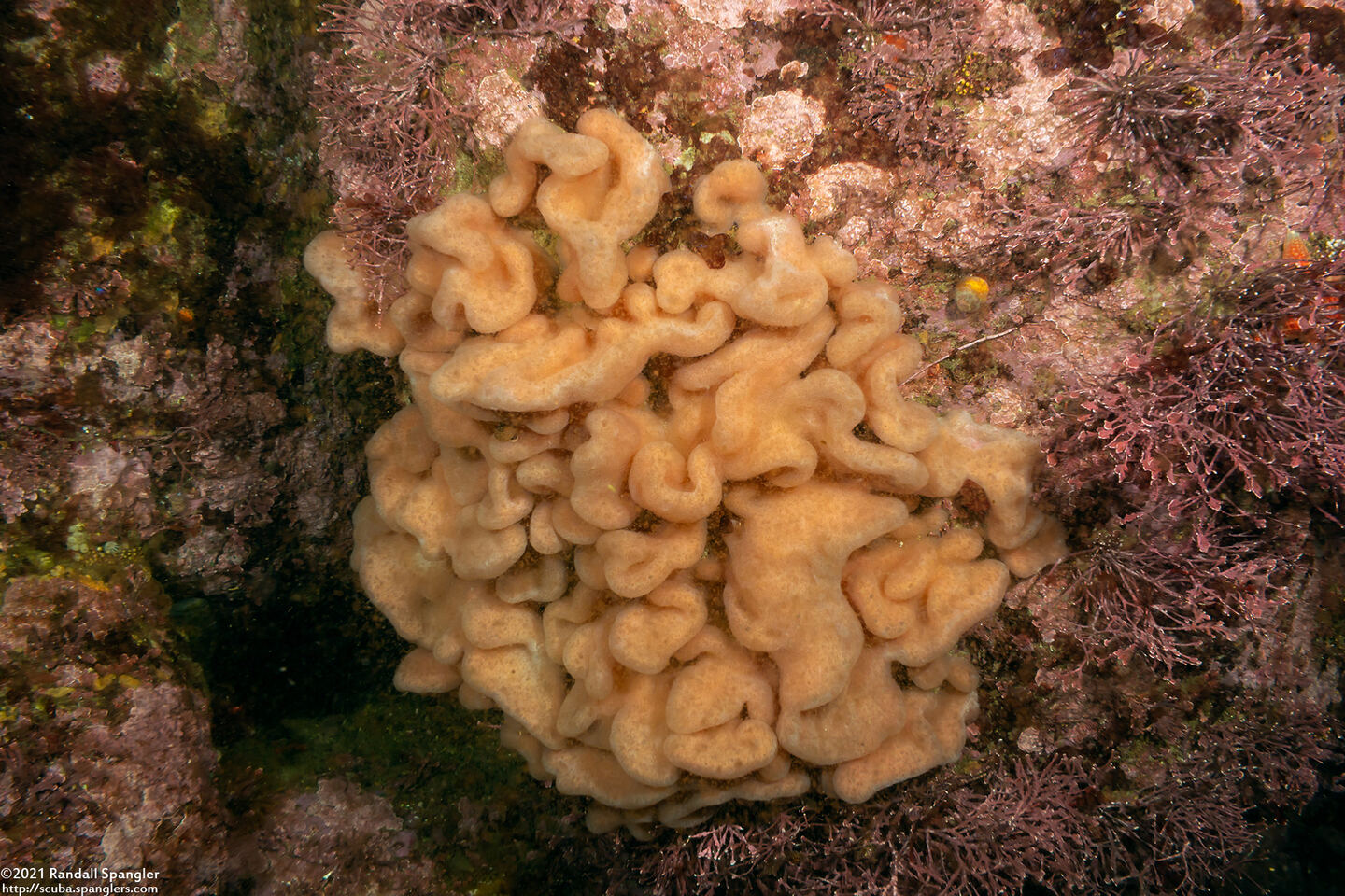 Aplidium californicum (Sea Pork)