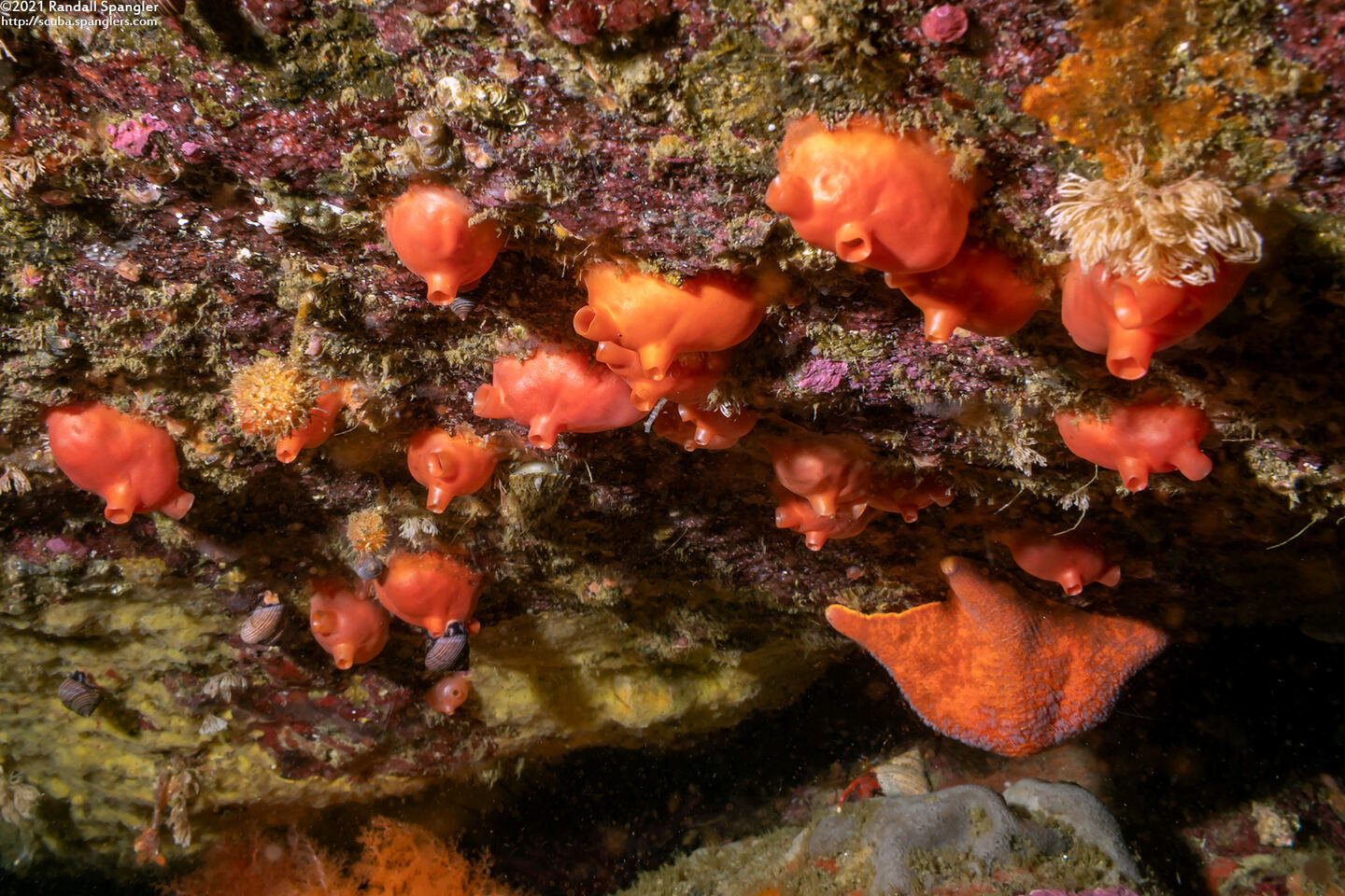 Cnemidocarpa finmarkiensis (Shiny Orange Sea Squirt)