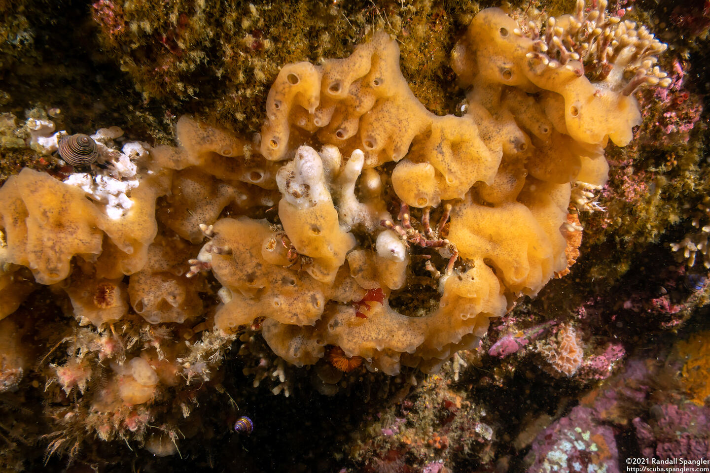 Leucandra losangelensis (Leucandra losangelensis)