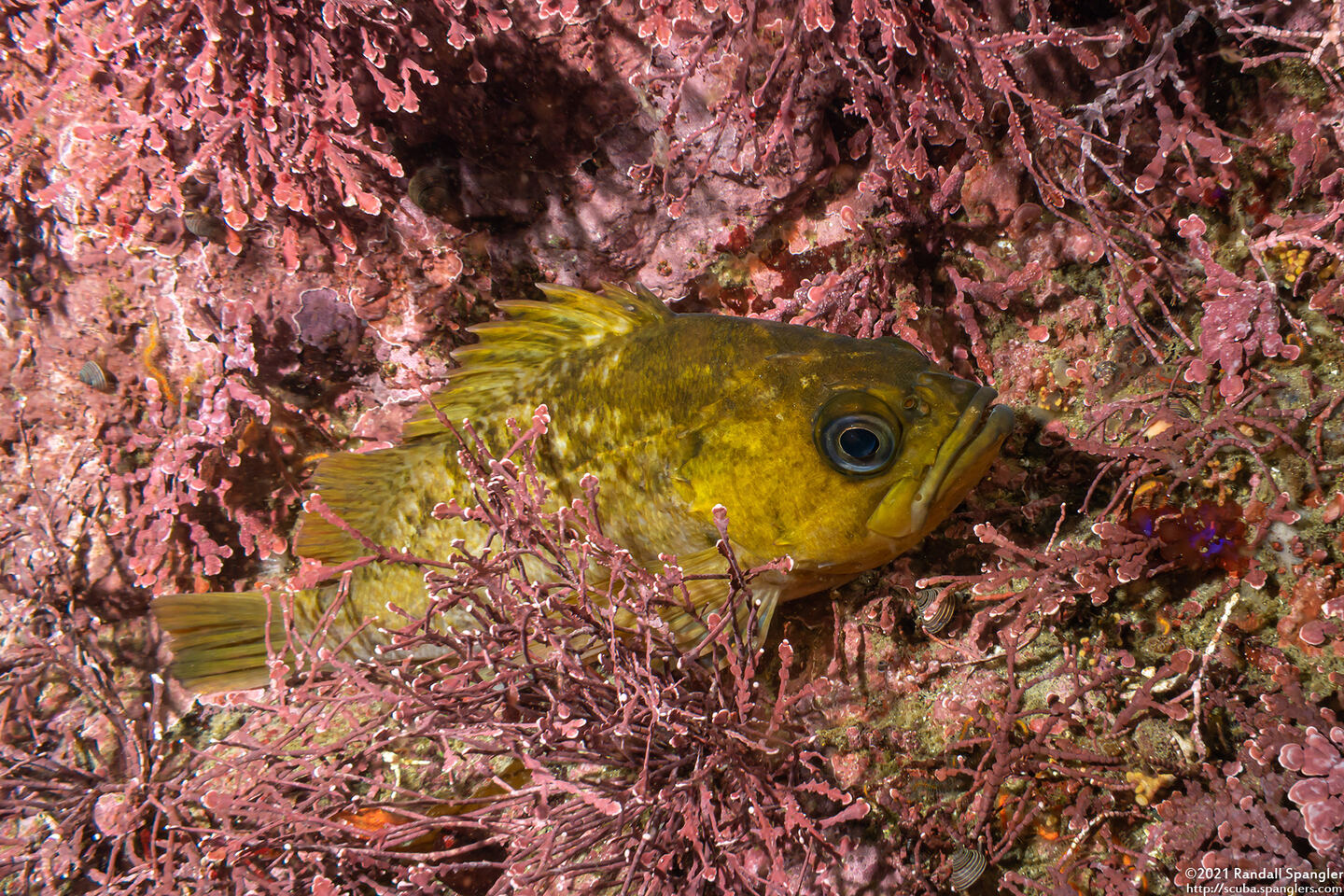 Sebastes atrovirens (Kelp Rockfish)