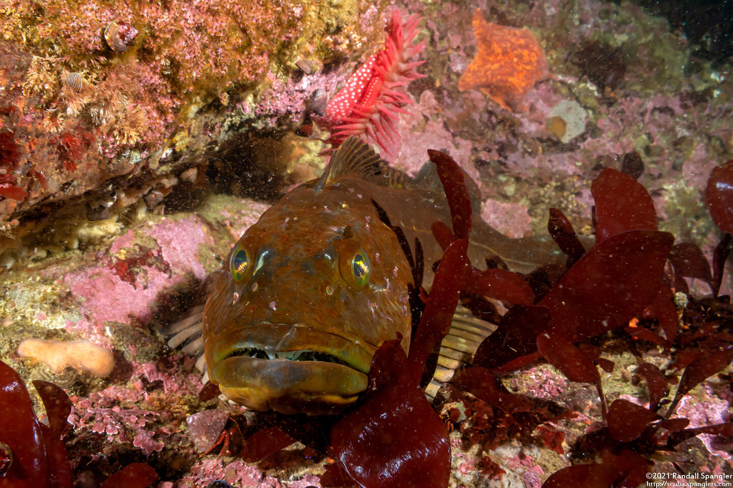 Ophiodon elongatus (Lingcod)